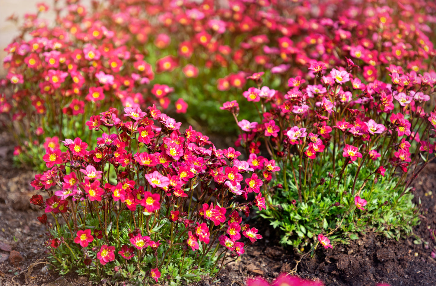 50 FLORAL CARPET SAXIFRAGA Arendsii Rose Pink Mossy Rockfoil Evergreen Flower Seeds