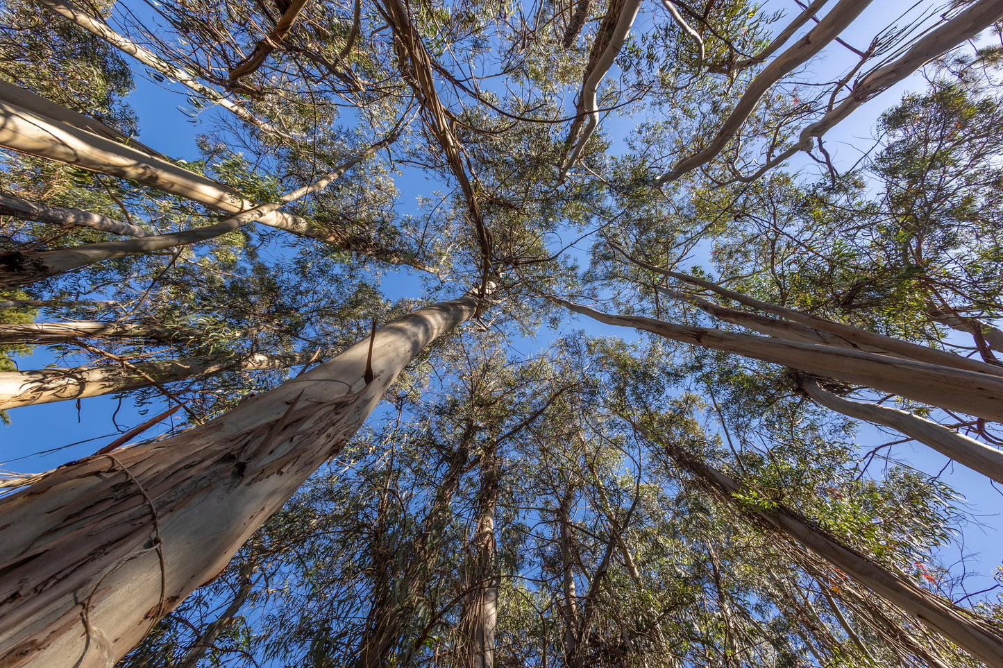 25 TASMANIAN Blue Gum TREE / EUCALYPTUS Globulus Flower Seeds