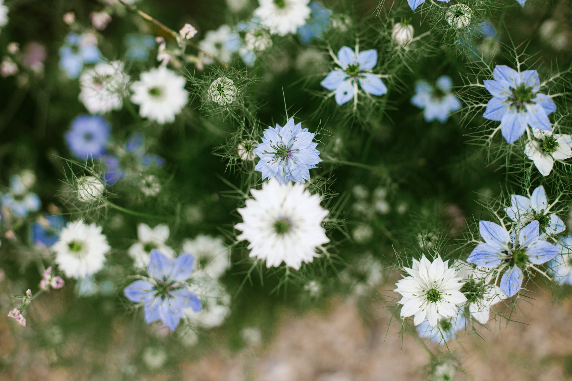middlemist flower seeds 400 Blue & White LOVE IN A MIST Nigella Damascena Fennel Flower Seeds – Seedville USA