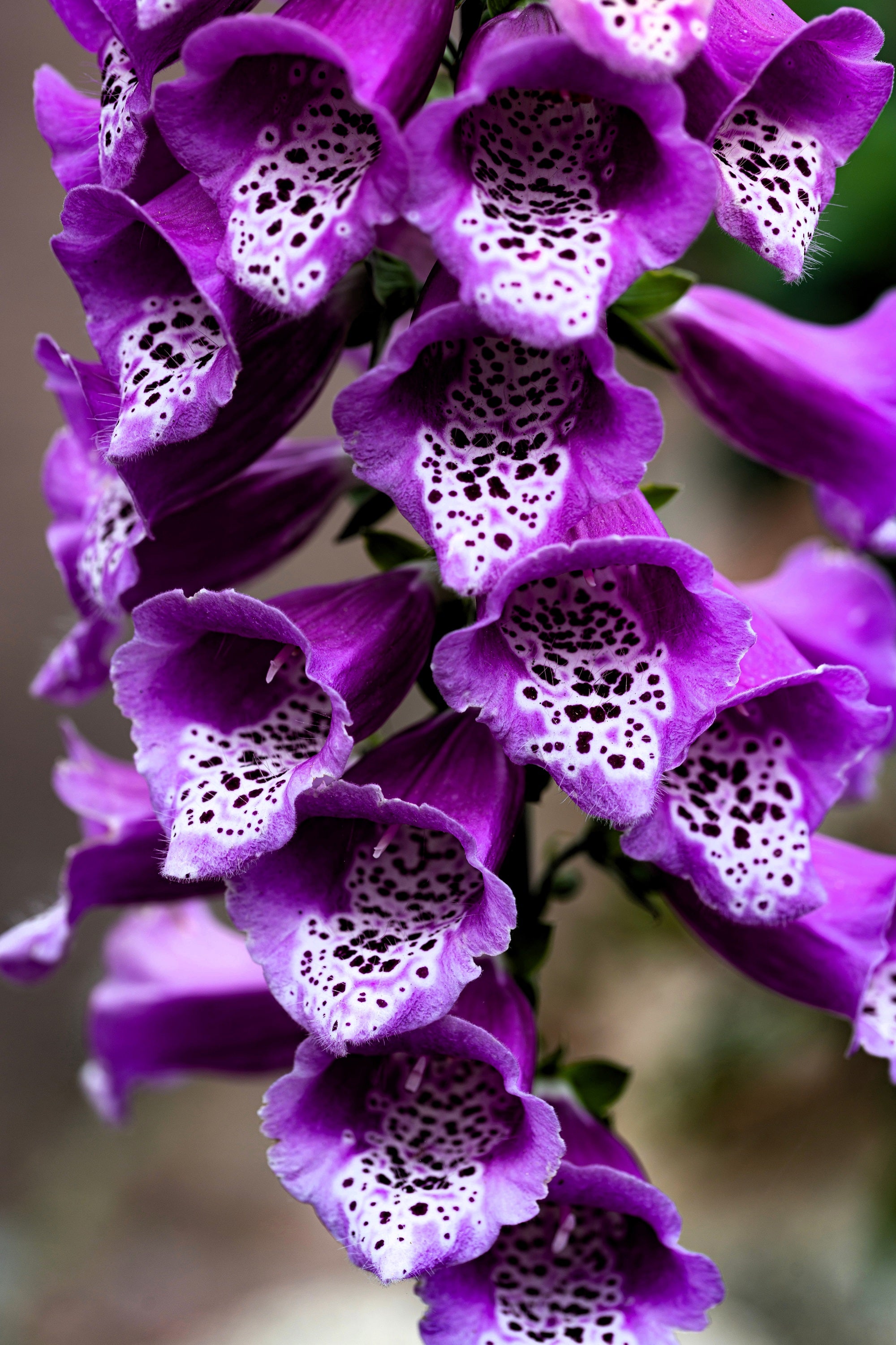 1000 PURPLE FOXGLOVE Digitalis Purpurea Flower Seeds – Seedville USA