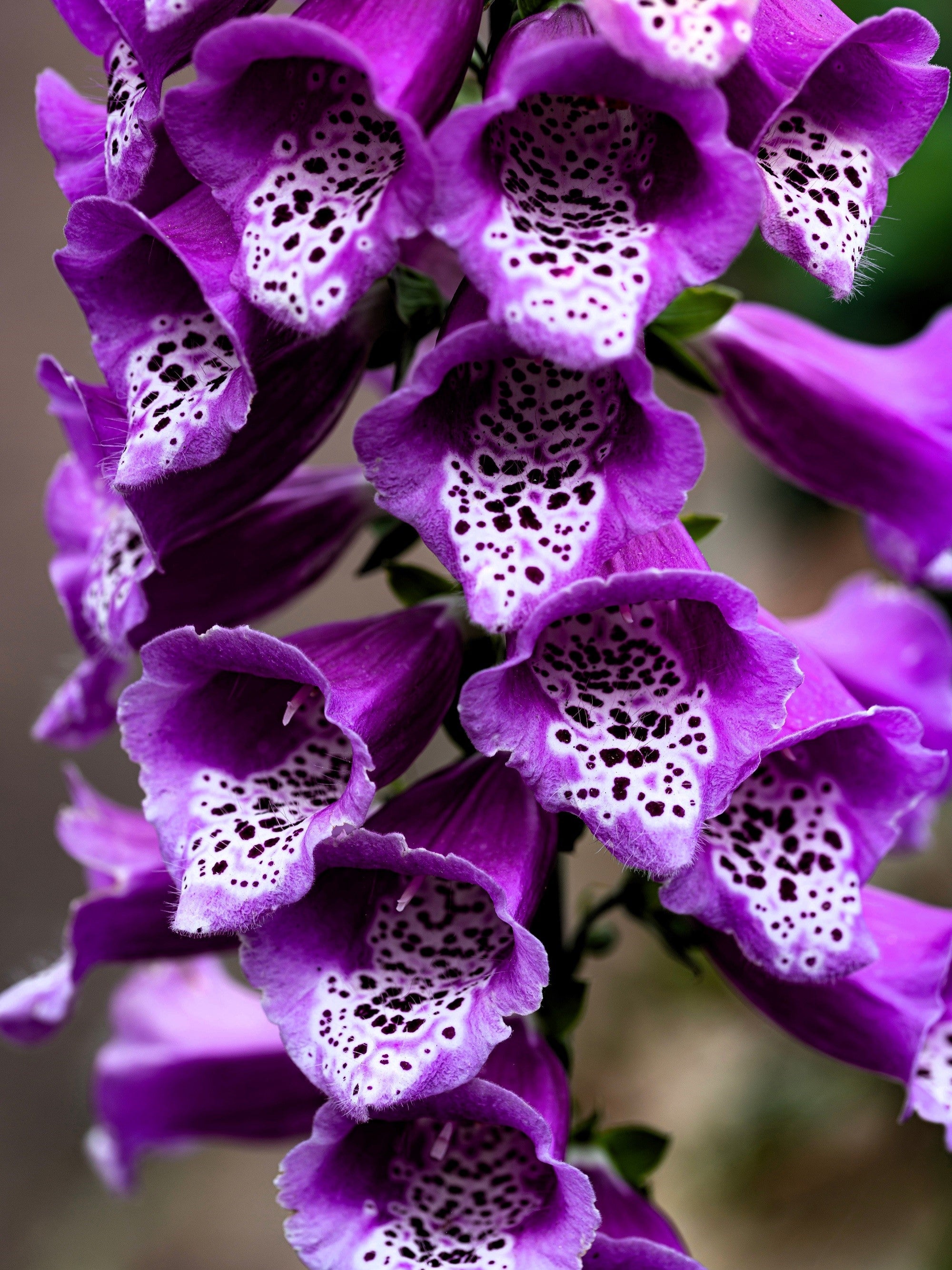 Seedville Foxglove Excelsior - Thumbnail 5