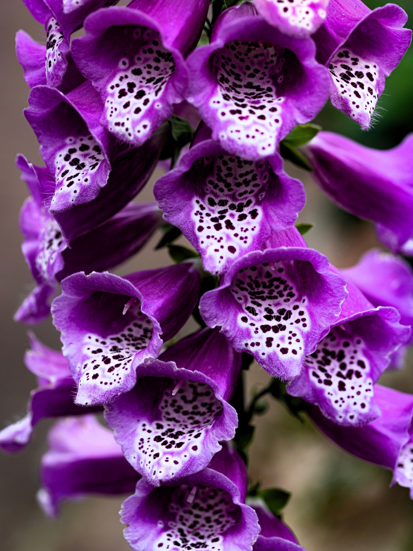 1000 FOXGLOVE EXCELSIOR MIX Digitalis Purpurea Mixed Colors Shade Flower Seeds
