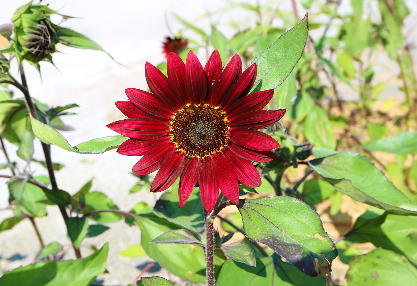 25 RED SUN SUNFLOWER Helianthus Annuus Flower Seeds
