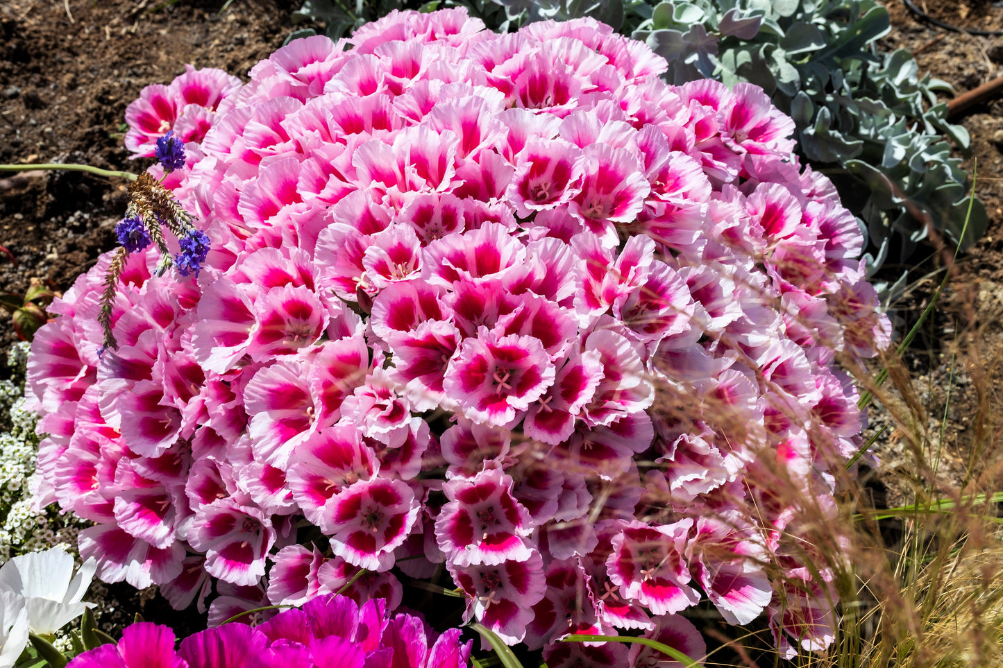 500 Pink FAREWELL TO SPRING Clarkia Elegans Godetia Flower Seeds