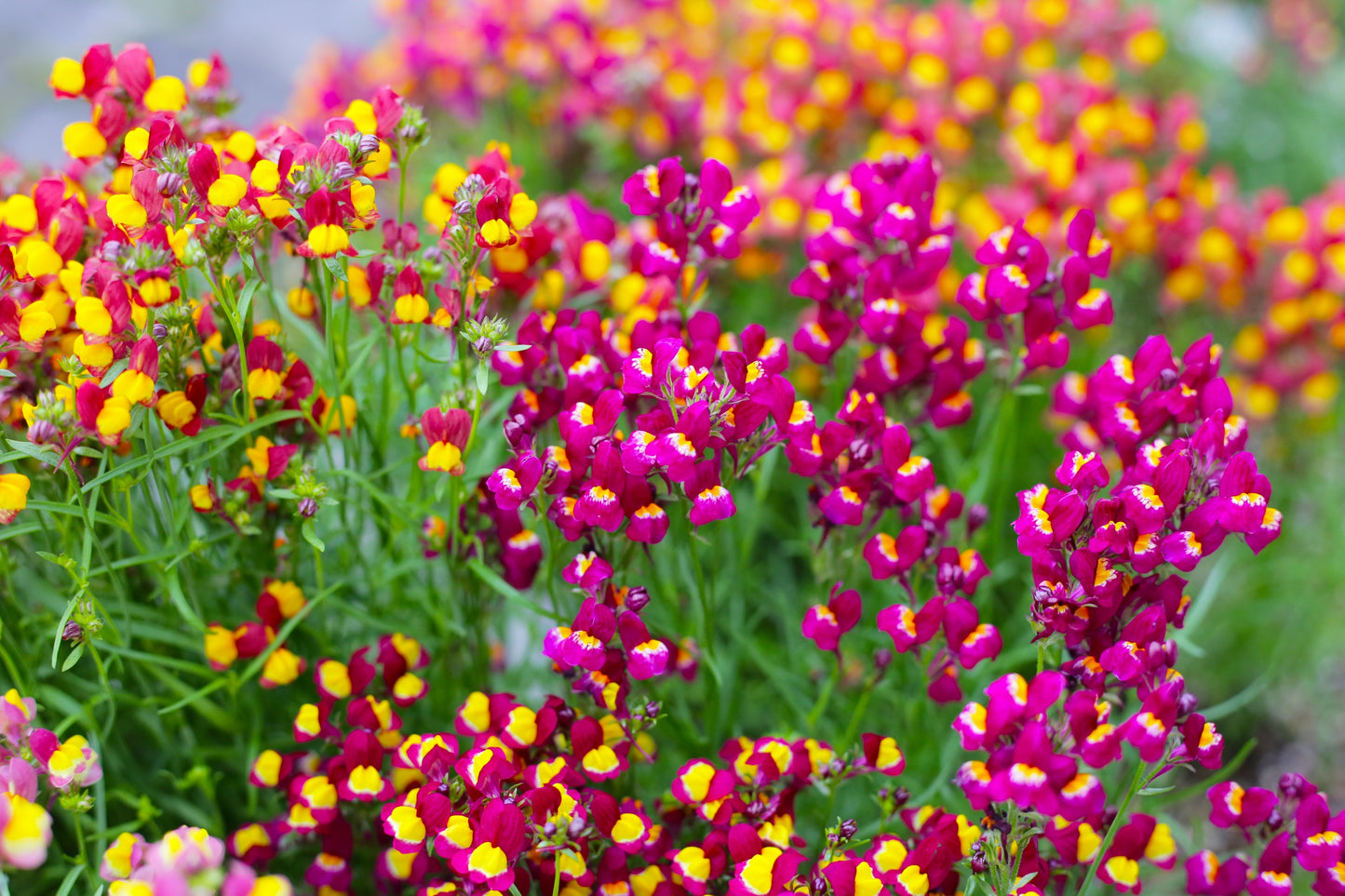 150 FLAMENCO LINARIA Reticulata Magenta Scarlet Red & Yellow Flower Seeds