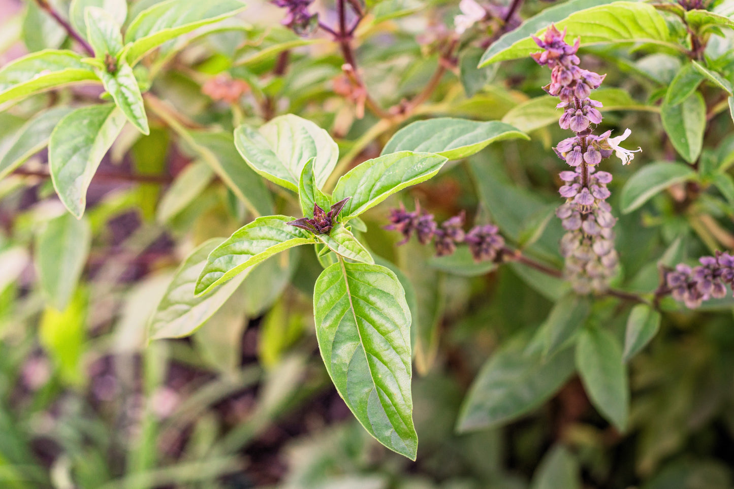 1000 LICORICE BASIL Ocimum Basilicum HERB Flower Seeds