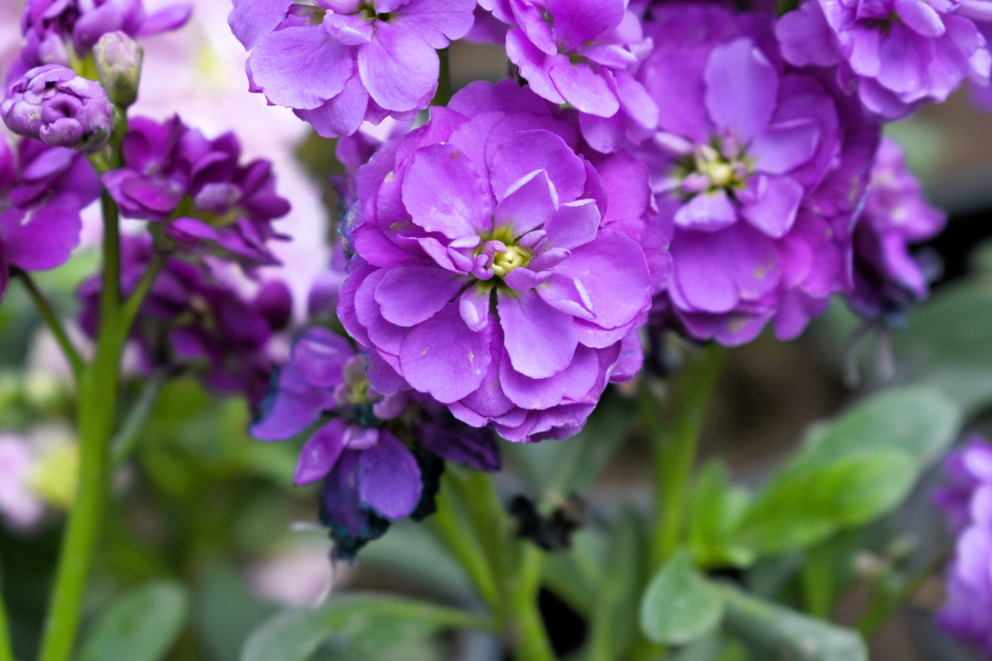 50 BLUE STOCK Matthiola Incana Ten-Week Gillyflower Seeds