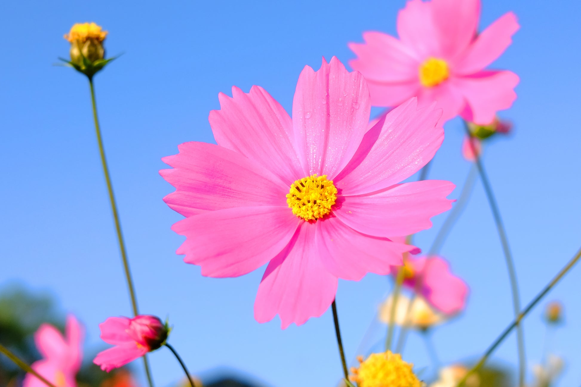 blue cosmos flower seeds 350 COSMOS SENSATION MIX Mixed Colors Cosmos Bipinnatus Flower Seeds