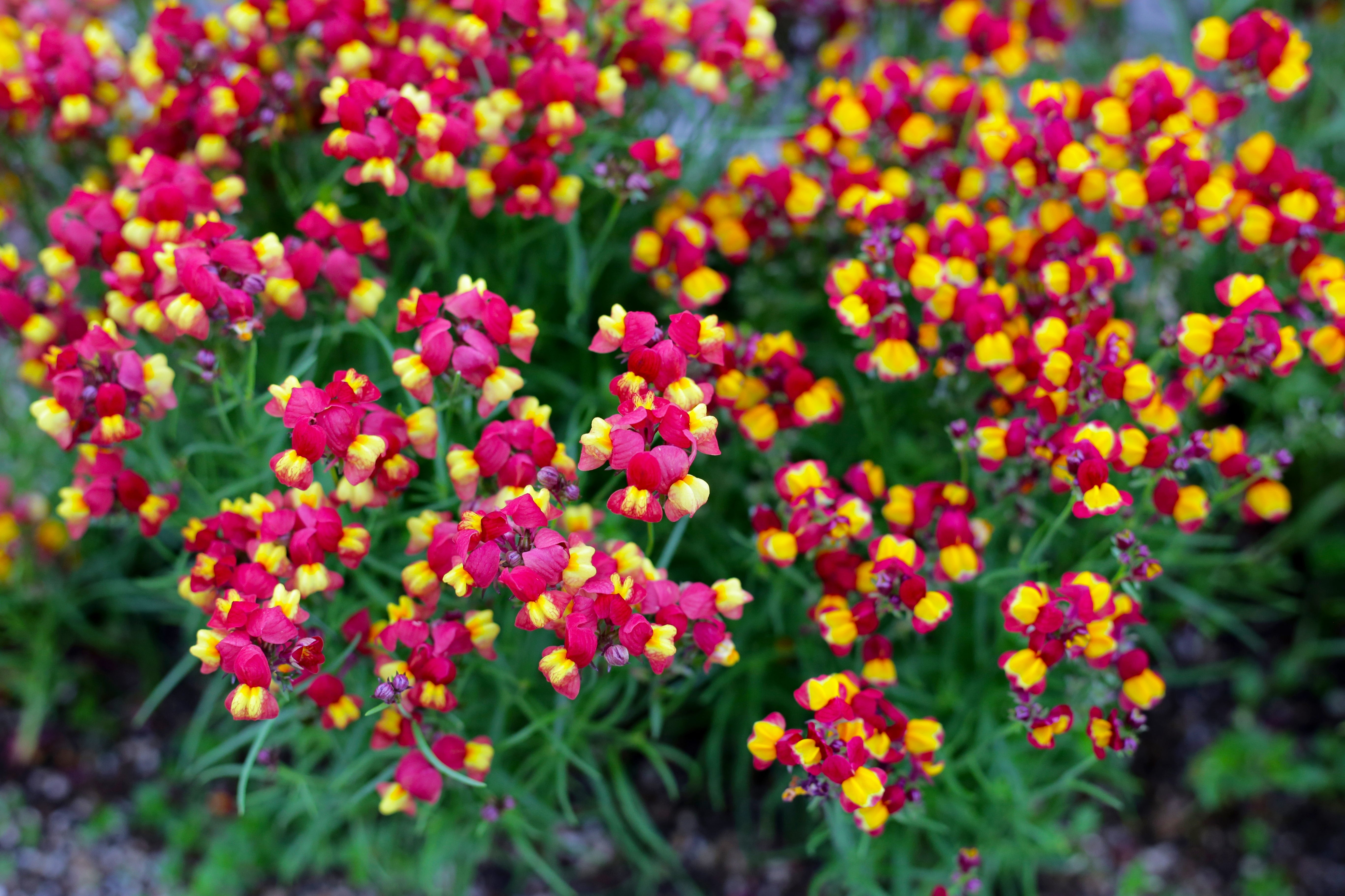 150 FLAMENCO LINARIA Reticulata Magenta Scarlet Red & Yellow Flower Se ...