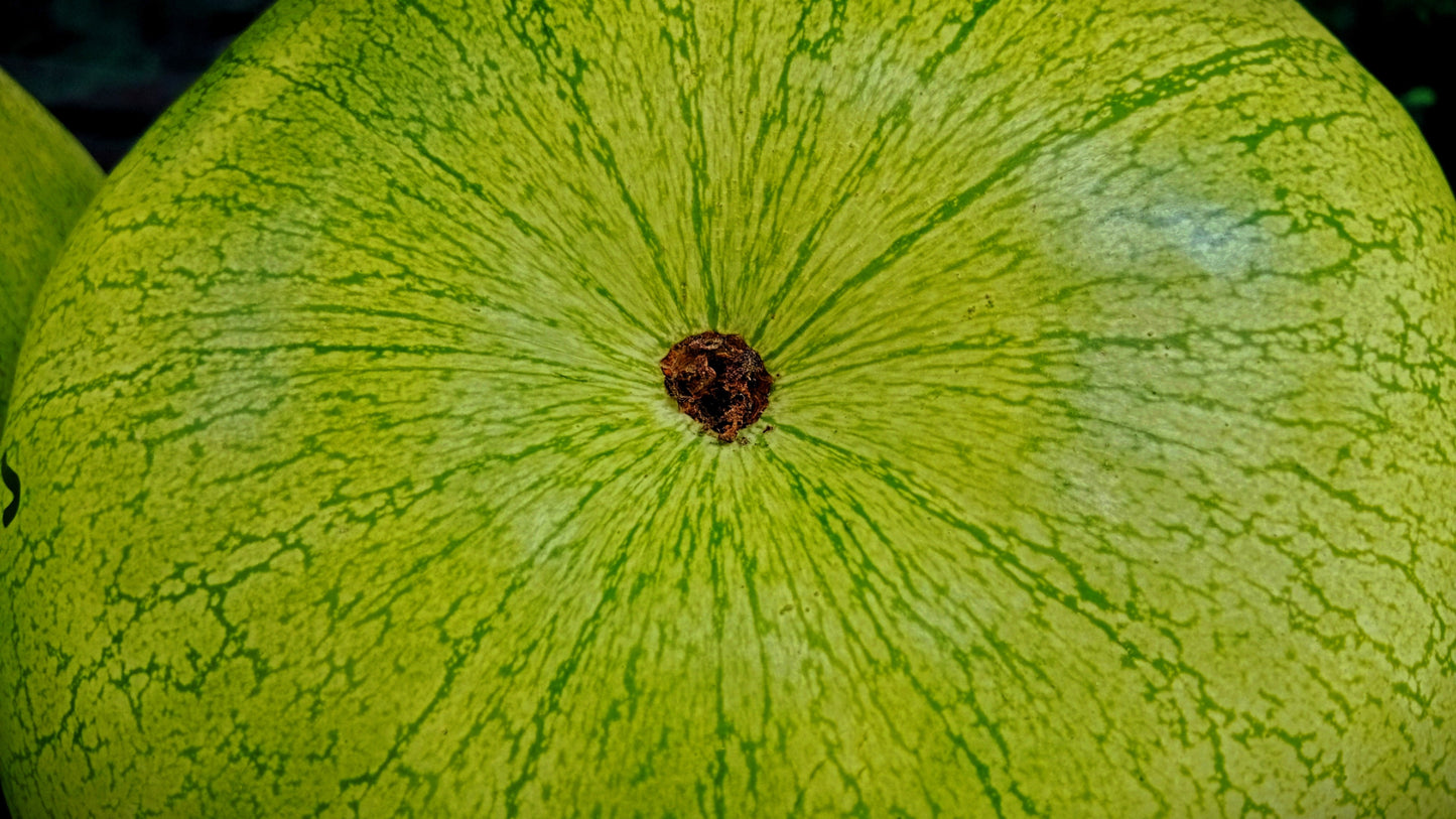 50 CHARLESTON GRAY WATERMELON Citrullus Lanatus Red Fruit Melon Seeds