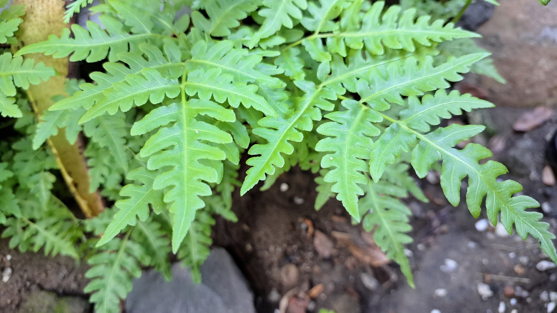 red fern plant seeds 1000 + SENSITIVE FERN Onoclea Sensibilis aka Bead or Sympathy Fern Spo – Seedville USA