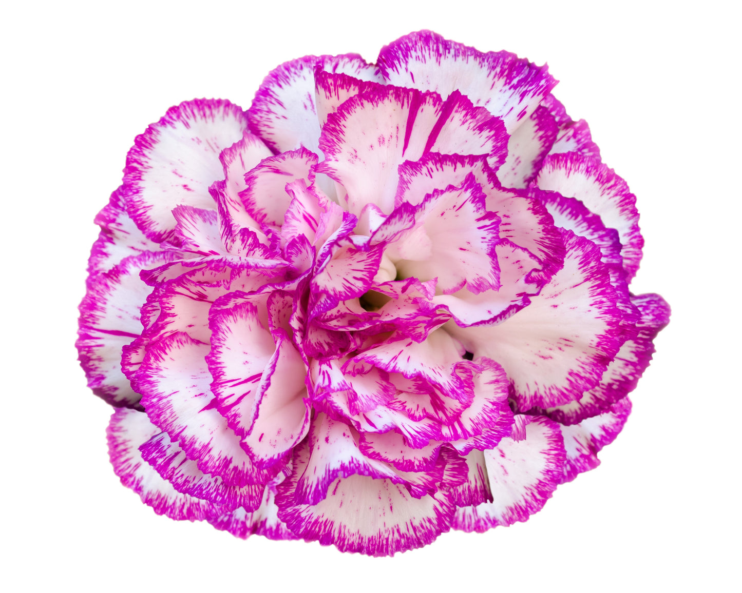 50 PICOTEE MIX CARNATION Dianthus Caryophyllus Double Bicolor Striped Flower Seeds