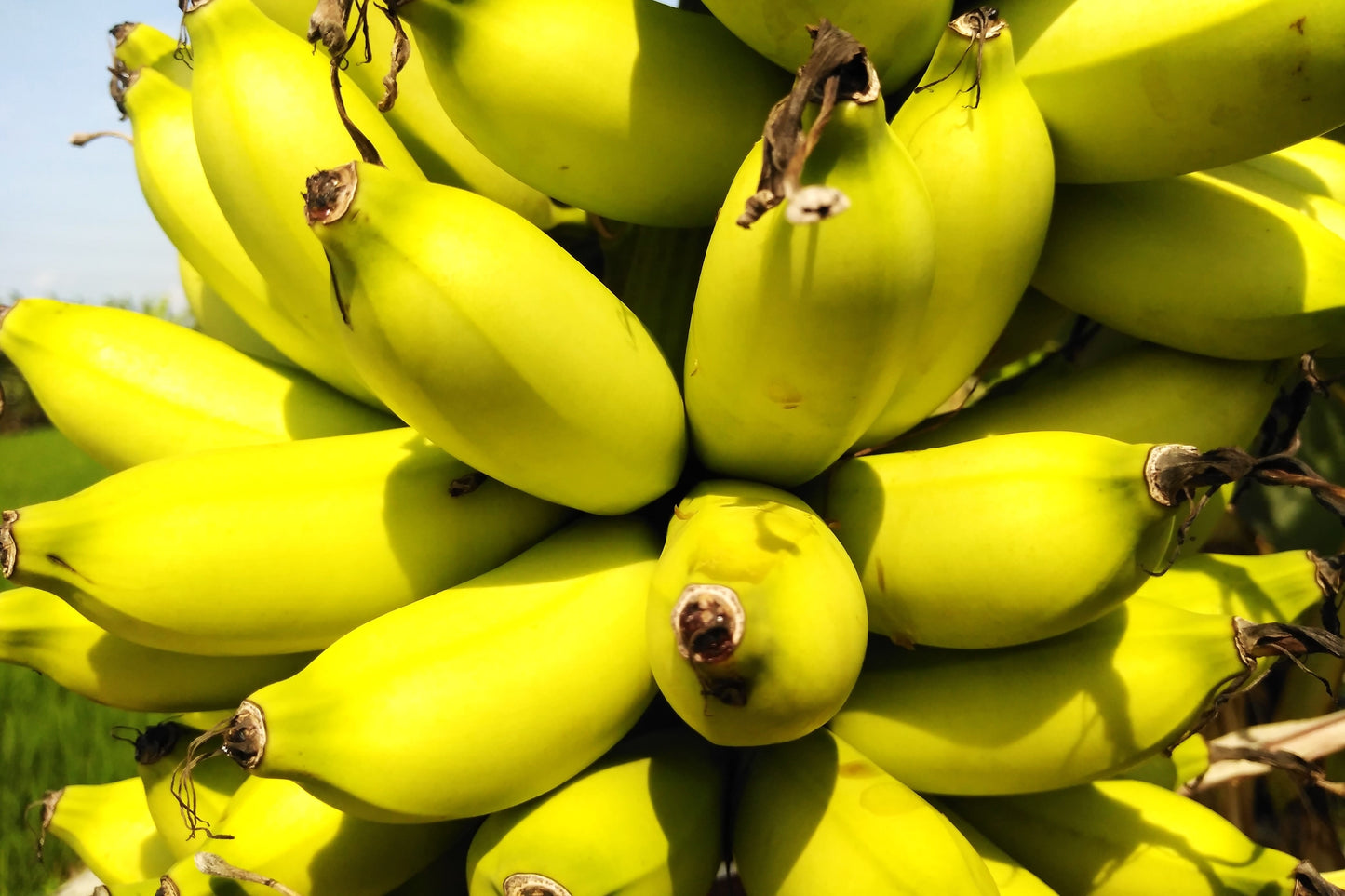 5 RED TIGER BANANA Hardy Musa Sikkimensis Bengal Flowering Darjeeling Sikkim Fruit Tree Seeds