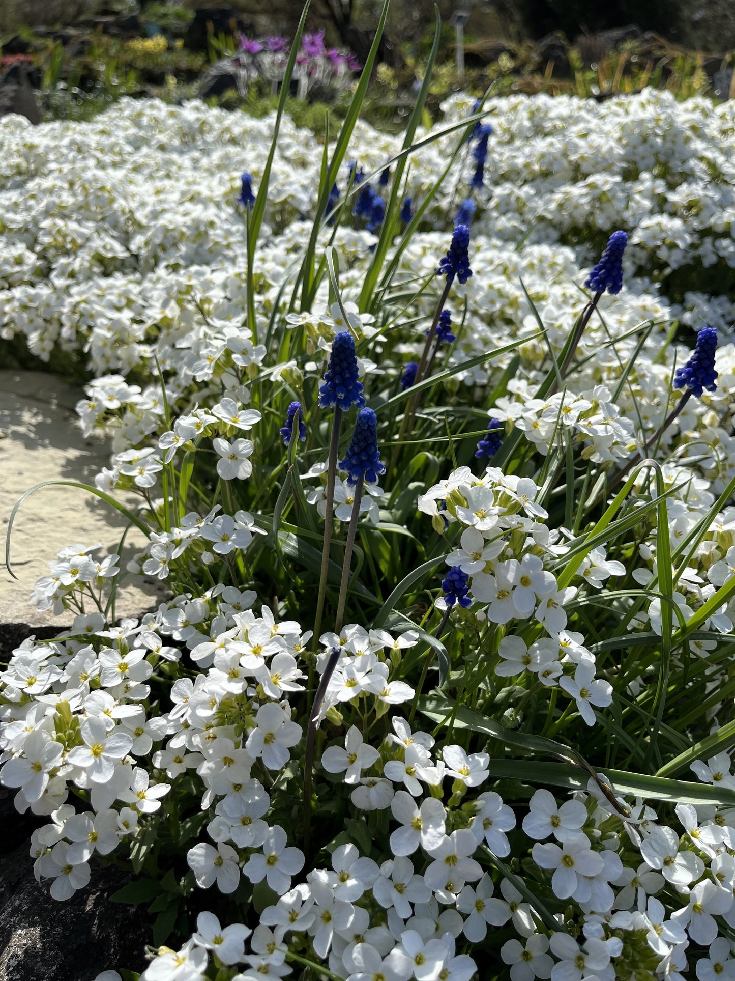 800 WHITE ALPINE ROCKCRESS Aubrieta Rock Cress Arabis Alpina Flower Seeds