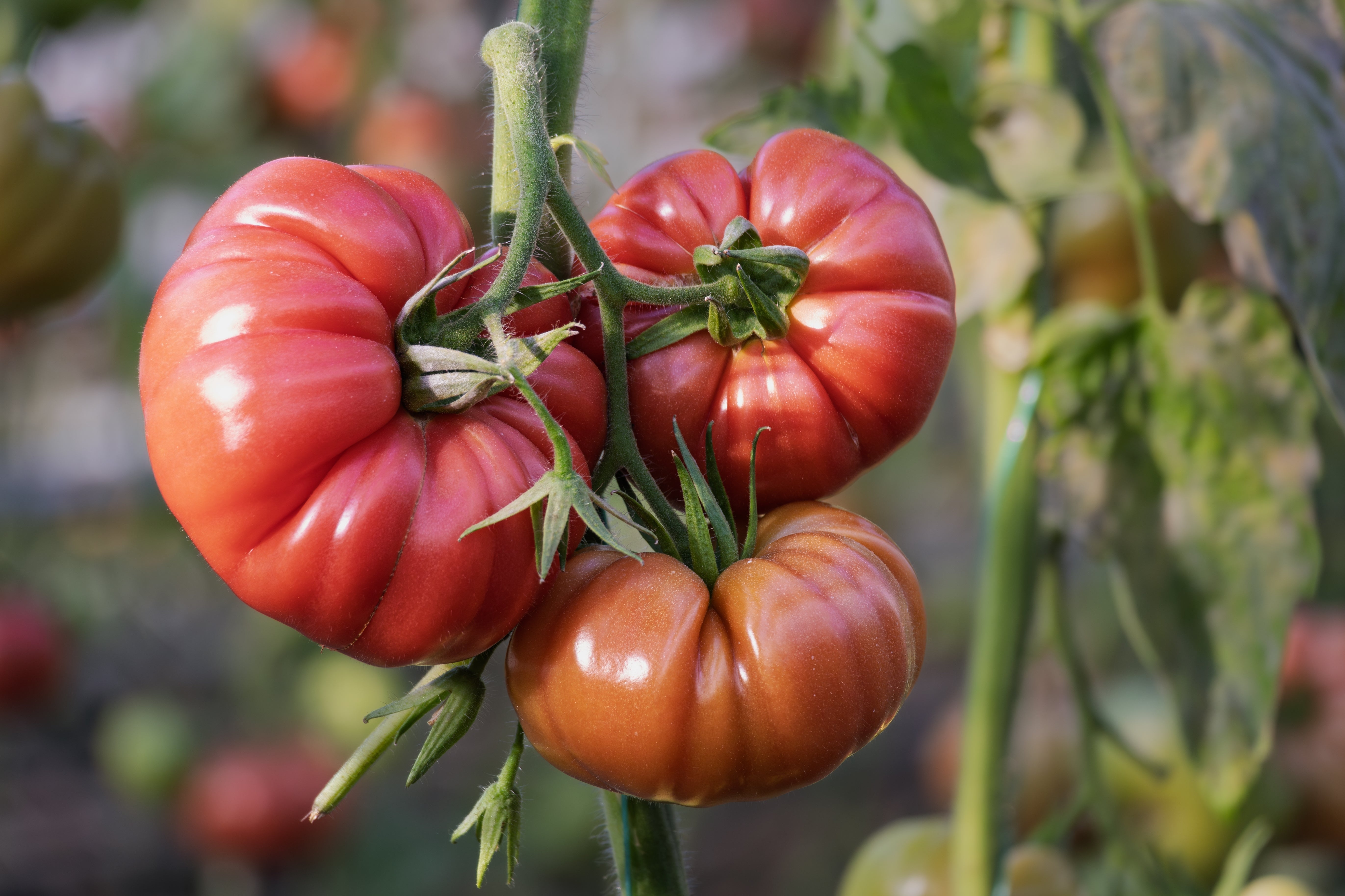 200 PINK PONDEROSA TOMATO Henderson's Lycopersicon Fruit Vegetable