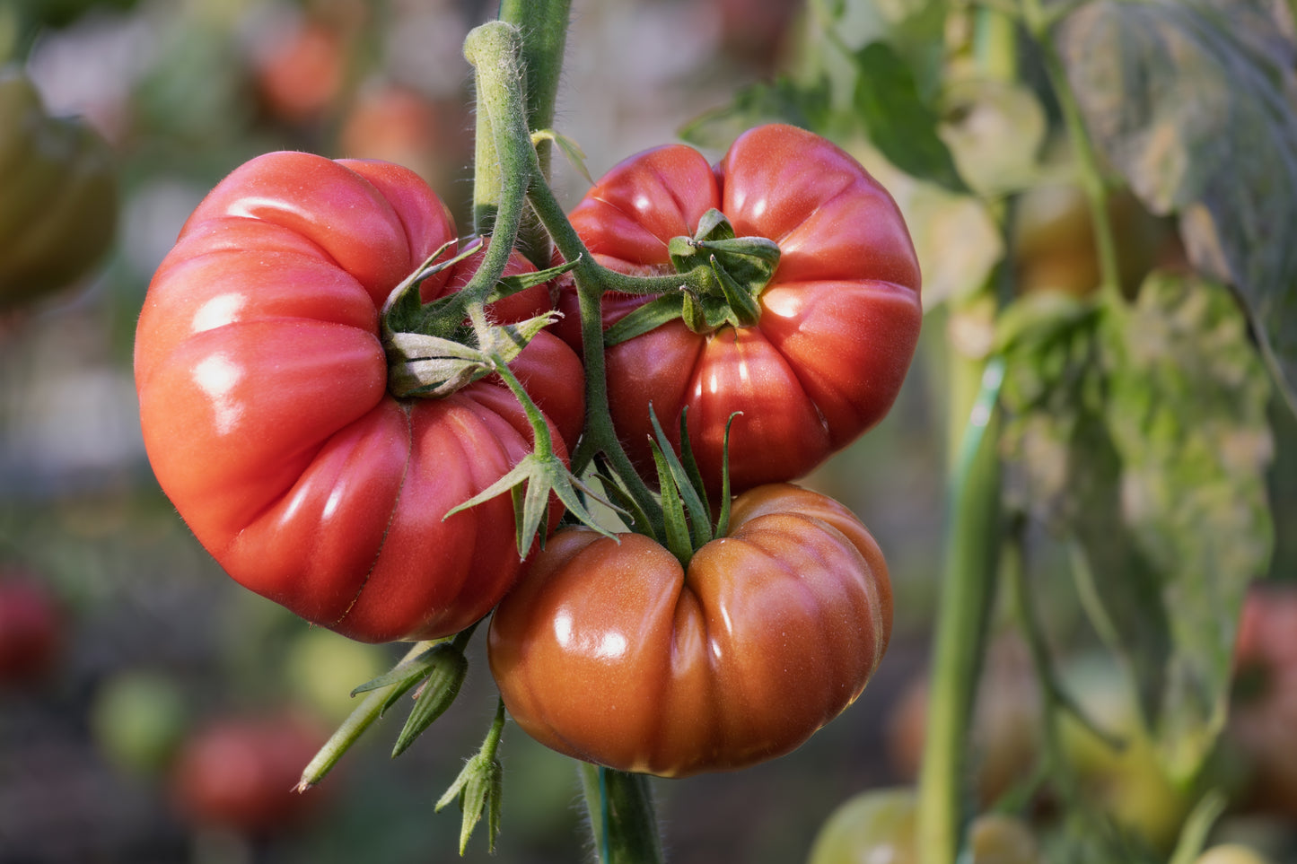 200 PINK PONDEROSA TOMATO Henderson's Lycopersicon Fruit Vegetable Seeds