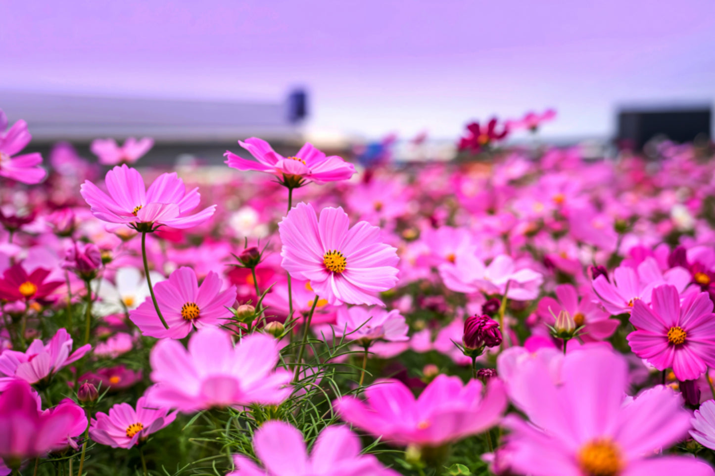 200 TALL PINK COSMOS Bipinnatus Flower Seeds