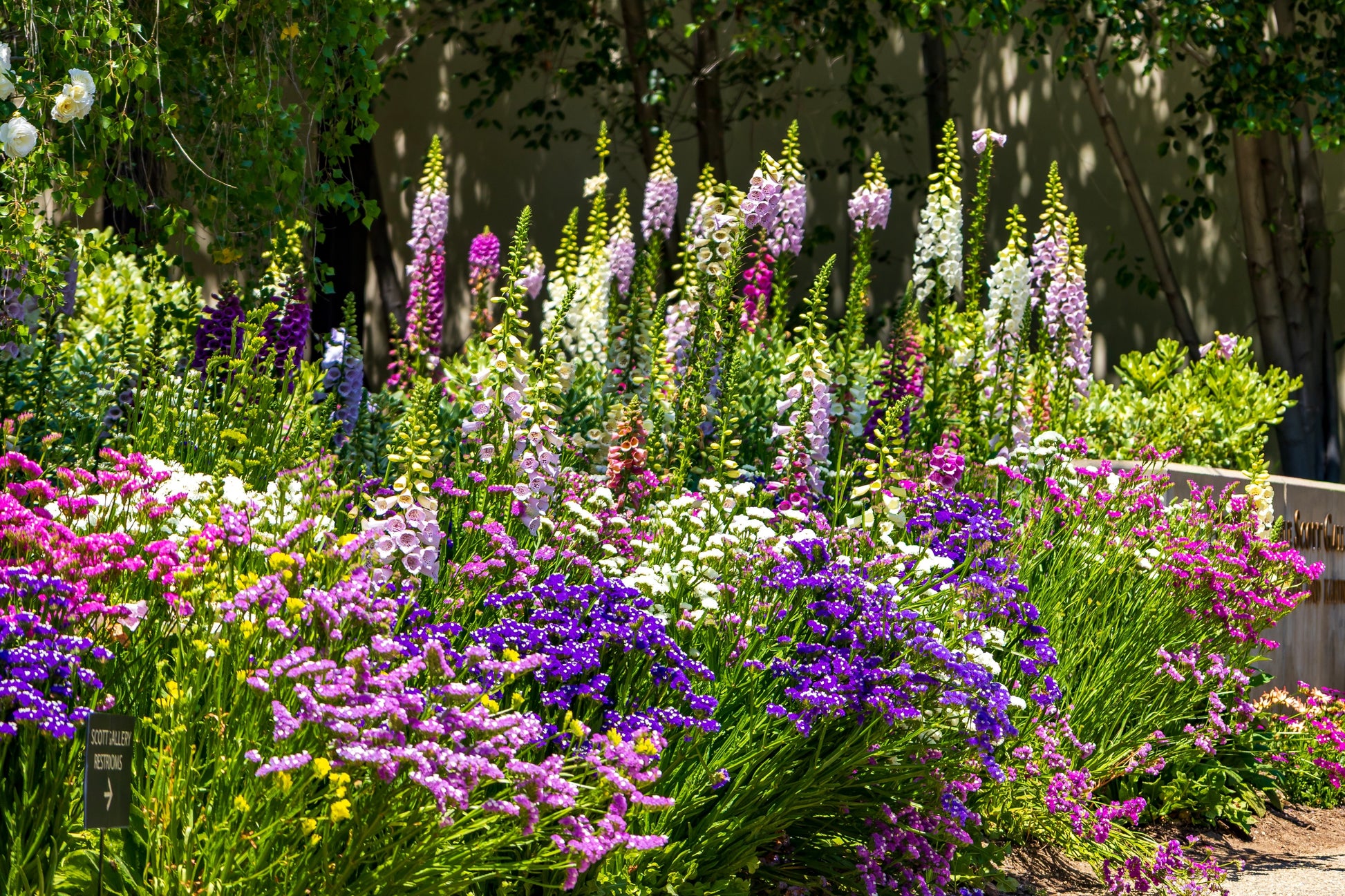statice sea lavender plants 50 Pacific Mix STATICE (Sea Lavender) Mixed Colors Limonium Sinuatum Flower Seeds