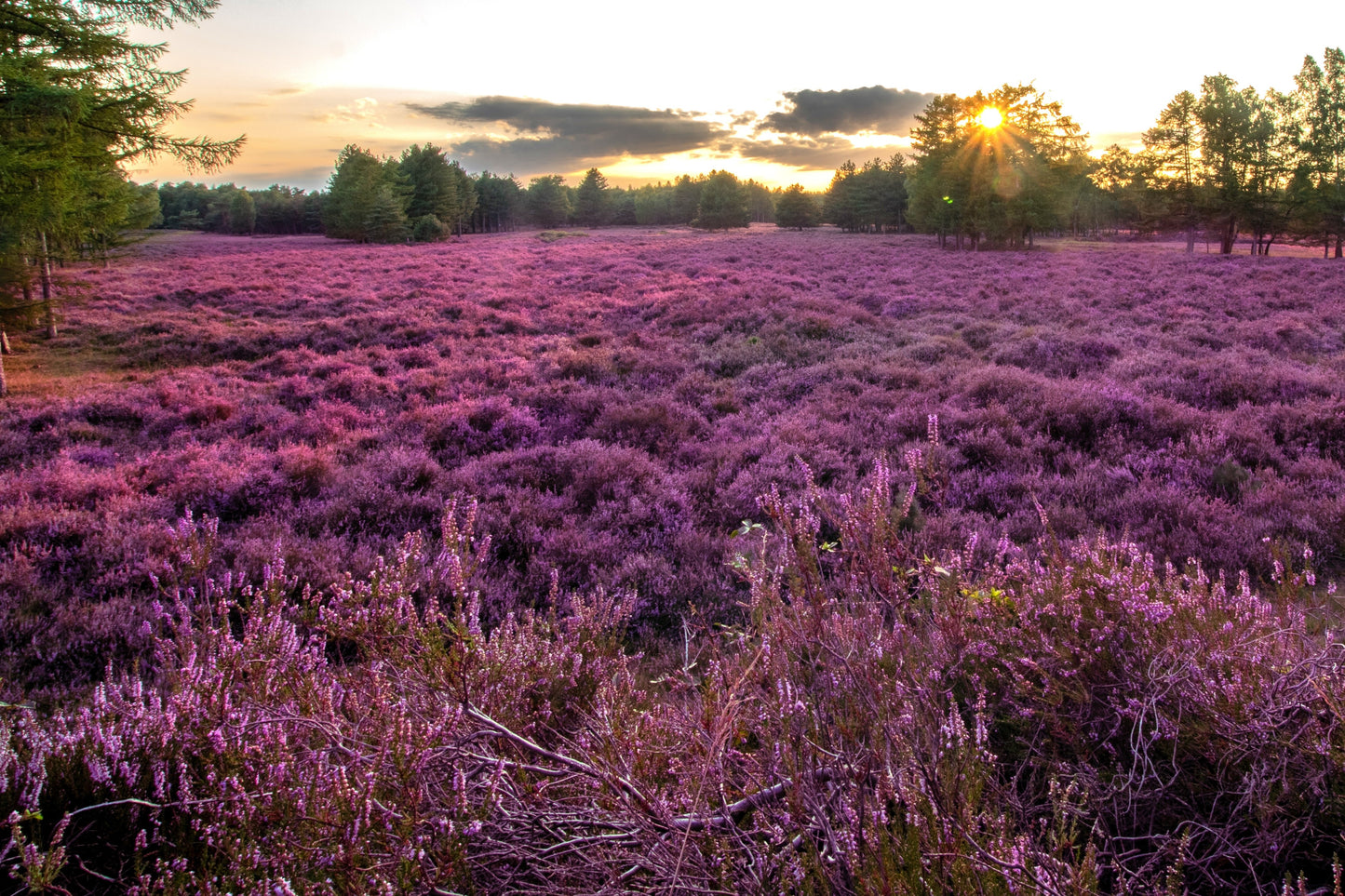 100 Scotch TRUE HEATHER Shrub Scot's Purple Pink Flower Calluna Vulgaris Seeds