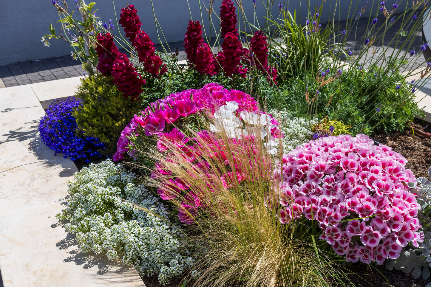 500 DOUBLE DEUCES GODETIA Grandiflora Clarkia Amoena Mixed Colors & Bicolor Flower Seeds