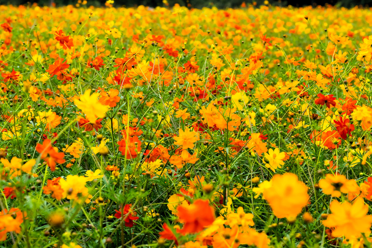 300 BRIGHT LIGHTS COSMOS Mix Mixed Colors Red Orange Yel Bipinnatus Flower Seeds
