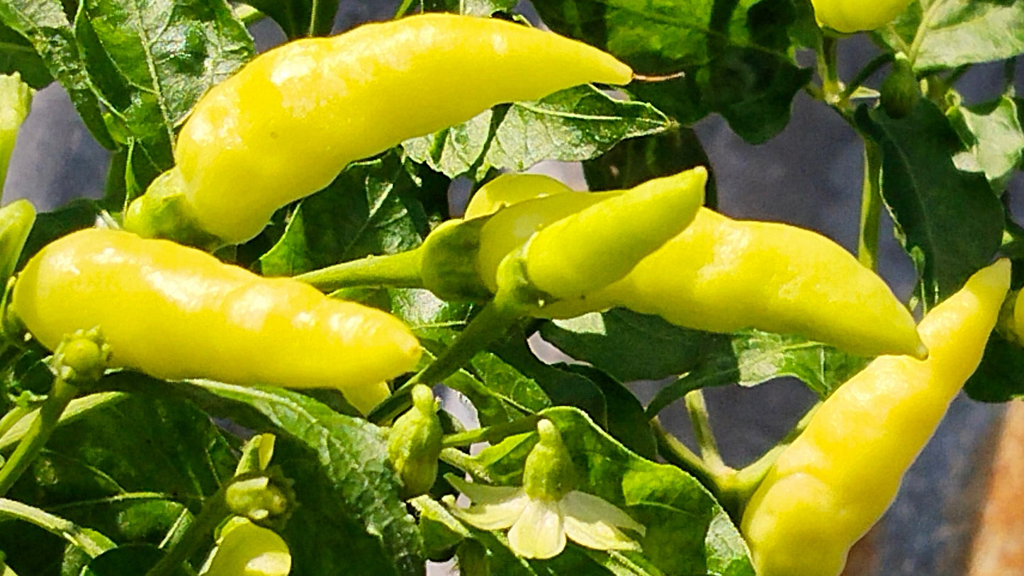 200 HEIRLOOM BANANA Pepper Sweet Yellow Hungarian Capsicum Annuum Vegetable Seed