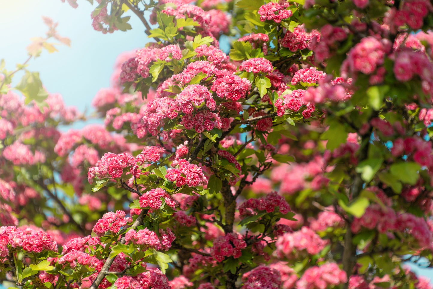 20 ENGLISH HAWTHORN TREE Edible Fruit Flower Mayflower Crataegus Laevigata Seeds