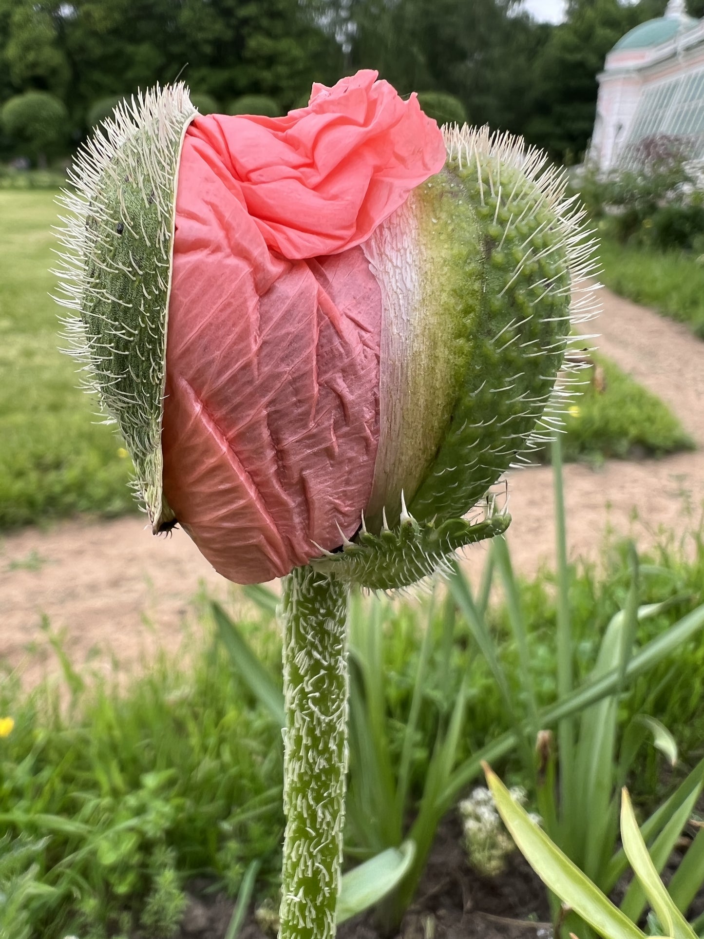 100 HENS and CHICKS Poppy Hens & Chickens Breadseed Lettuce Leaf Papaver Somniferum Flower Seeds