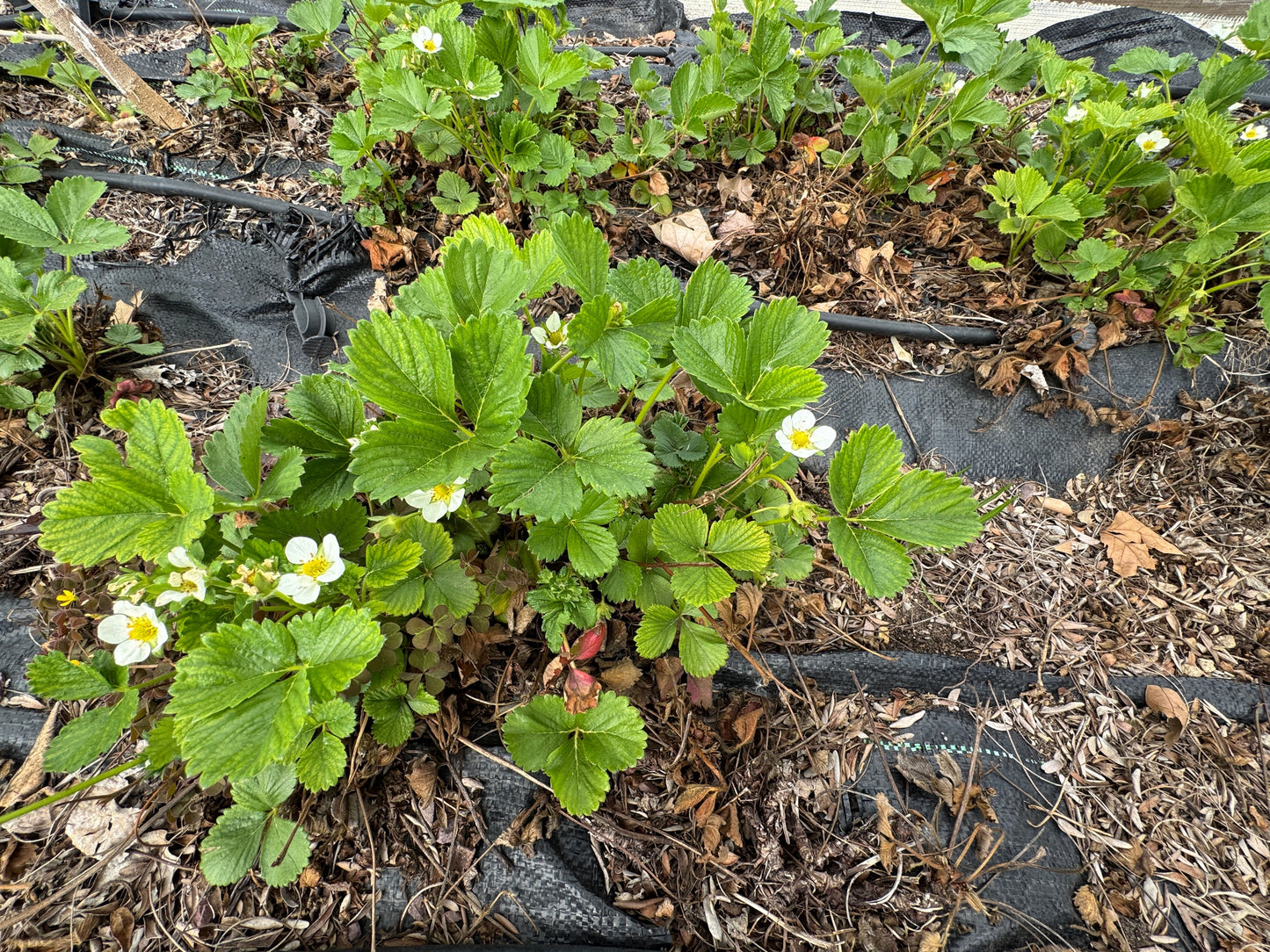 20 ' PINEAPPLE CRUSH ' STRAWBERRY Everbearing Fragaria Vesca Alpine White Yellow Berry Seeds