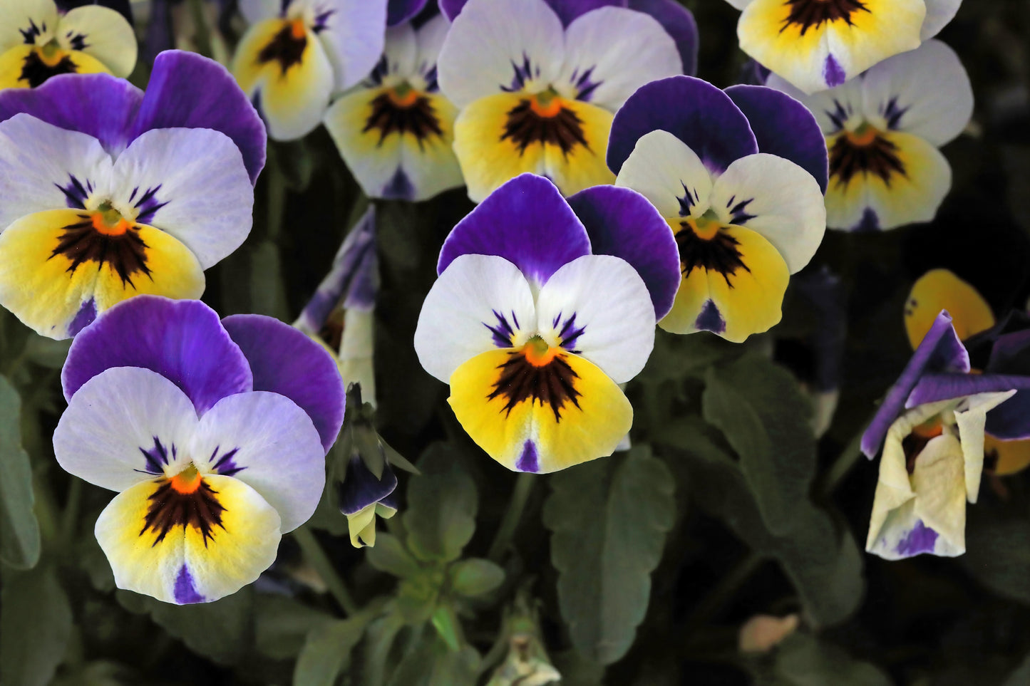 250 JOHNNY JUMP UP Helen Mount Violet Viola Tricolor Flower Seeds