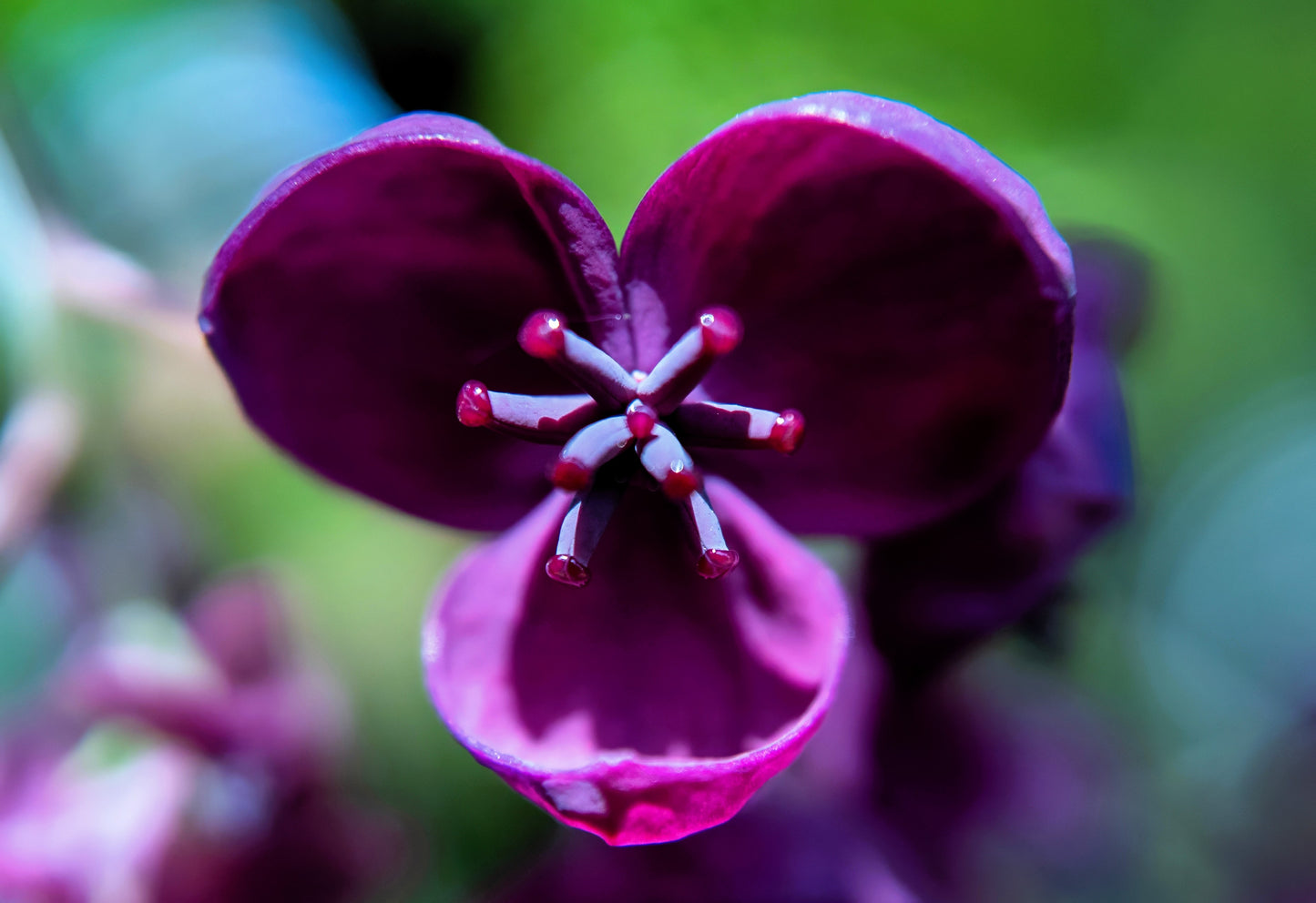 15 CHOCOLATE VINE Edible Fruit Akebia Trifoliata Flower Ornamental Climber Seeds