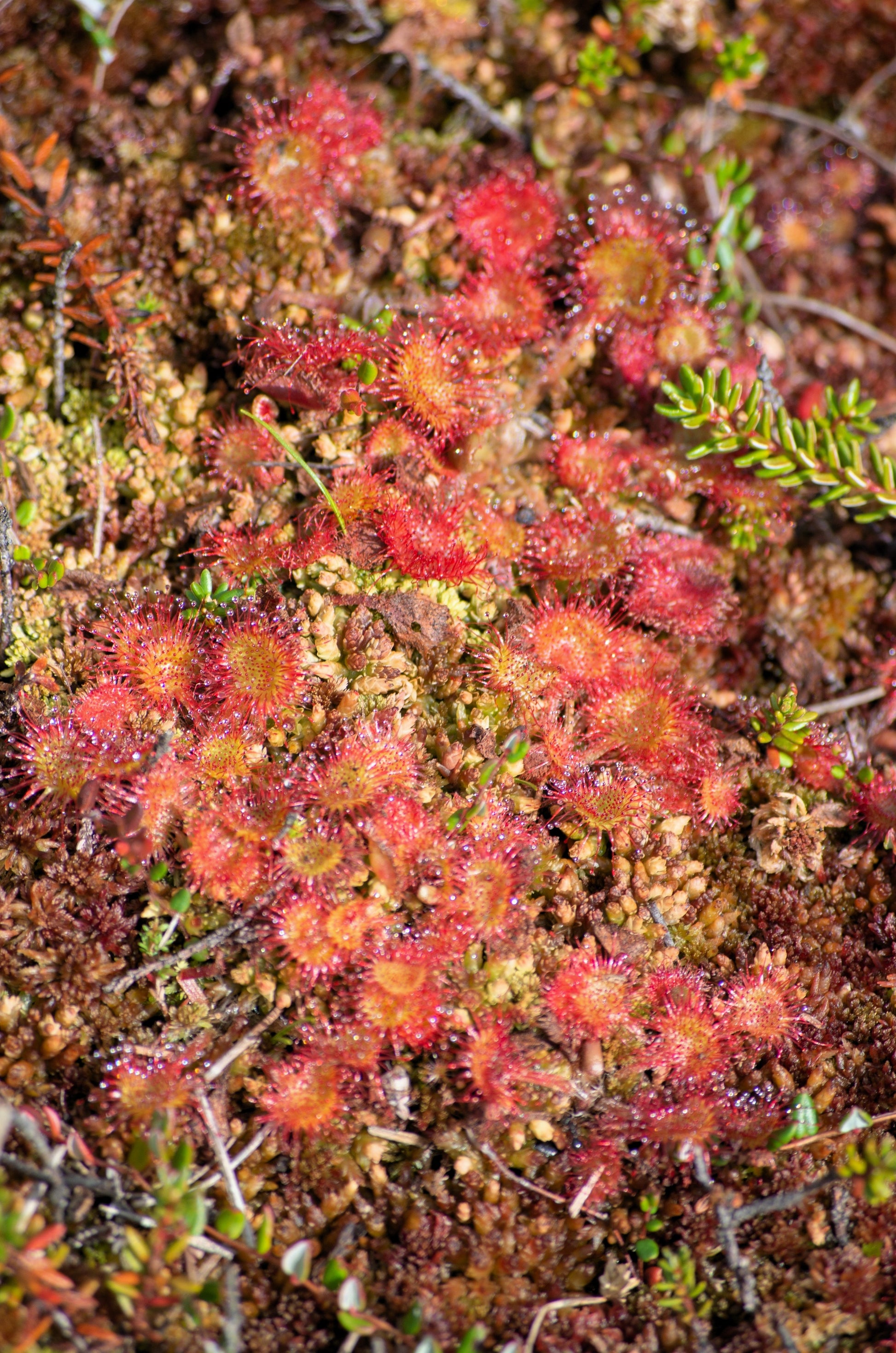 growing carnivorous plants from seed 10 CARNIVOROUS SUNDEW PLANT Drosera Flower Seeds – Seedville USA