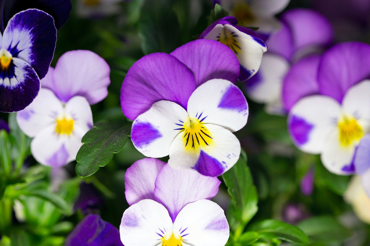 100 JOHNNY JUMP UP Violet Viola Tricolor Purple White Flower Seeds