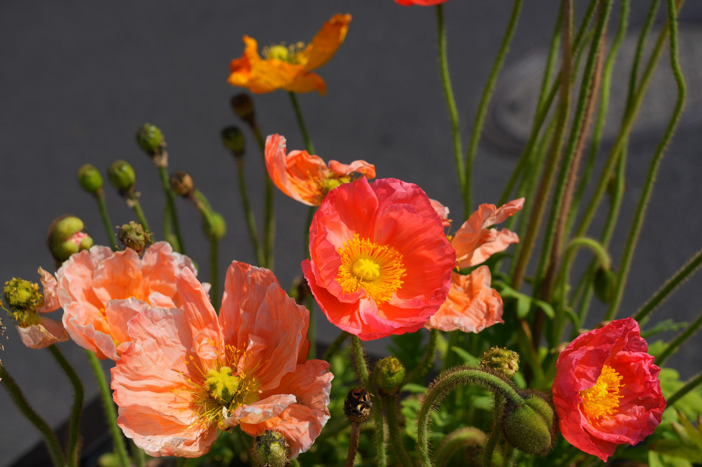 2500 ICELAND POPPY MIX Papaver Nudicaule Mixed Colors Flower Seeds