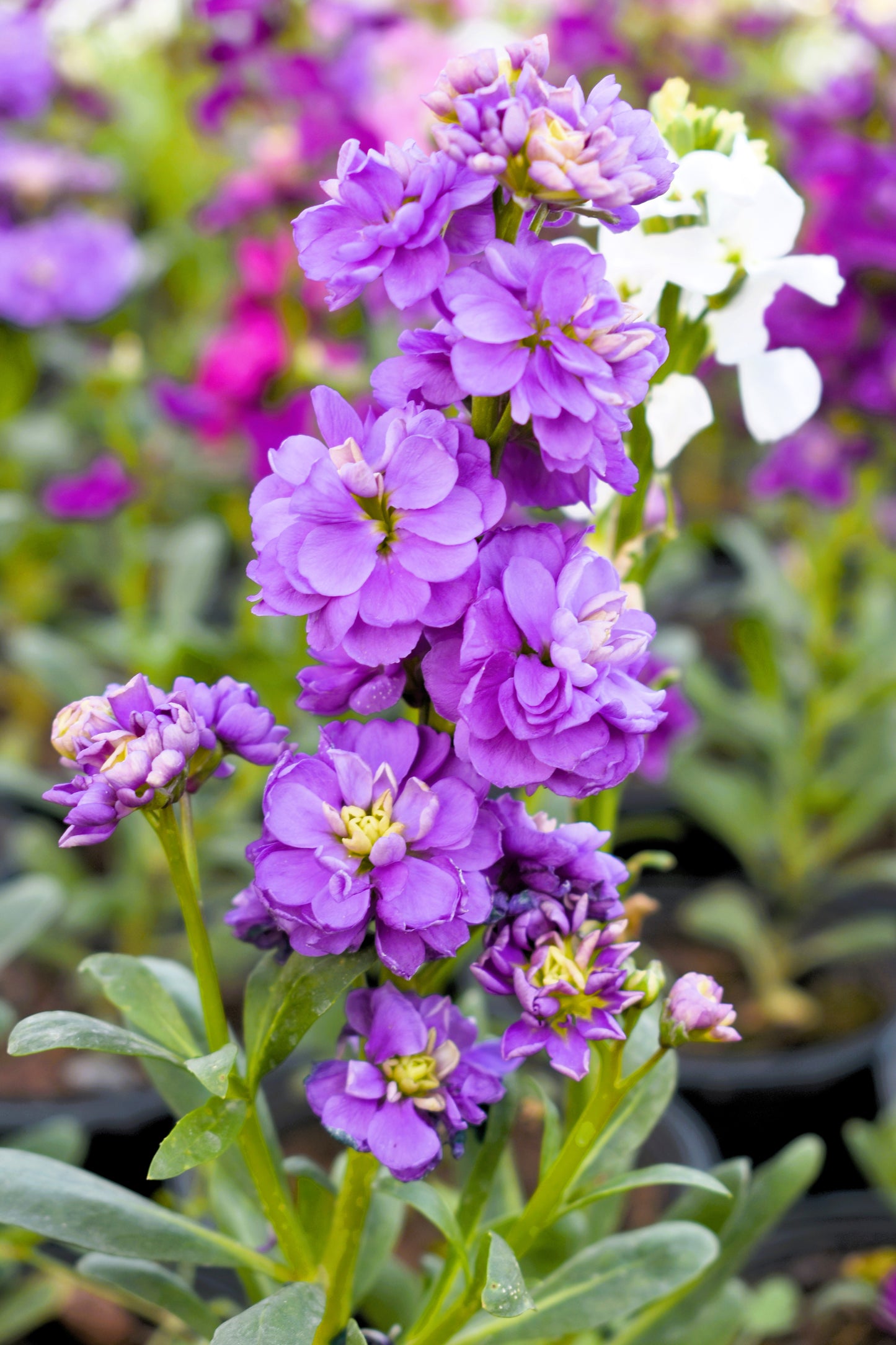 50 BLUE STOCK Matthiola Incana Ten-Week Gillyflower Seeds
