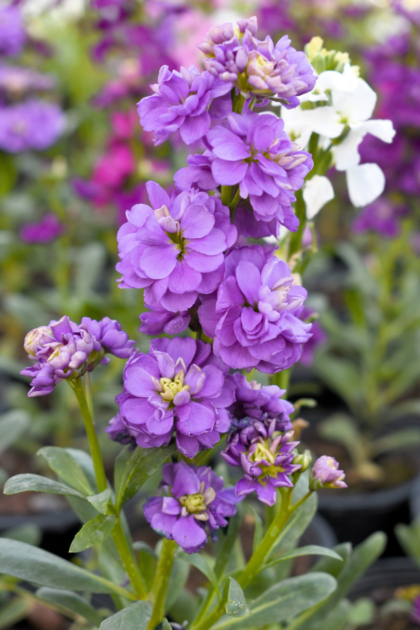 50 MIXED COLORS STOCK Matthiola Incana Ten-Week Gillyflower Blue White Pink Red Purple Seeds