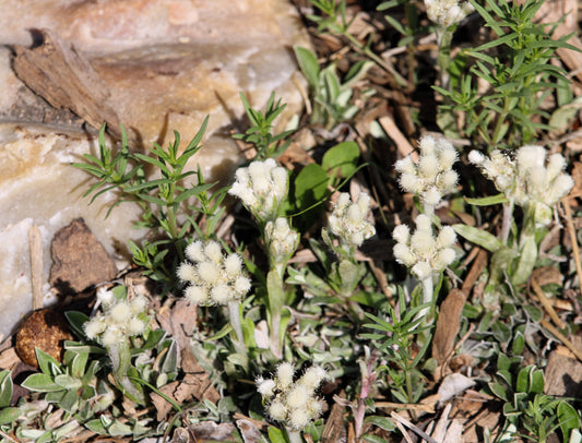 150 White PUSSYTOES Cats Paws Antennaria Flower Seeds