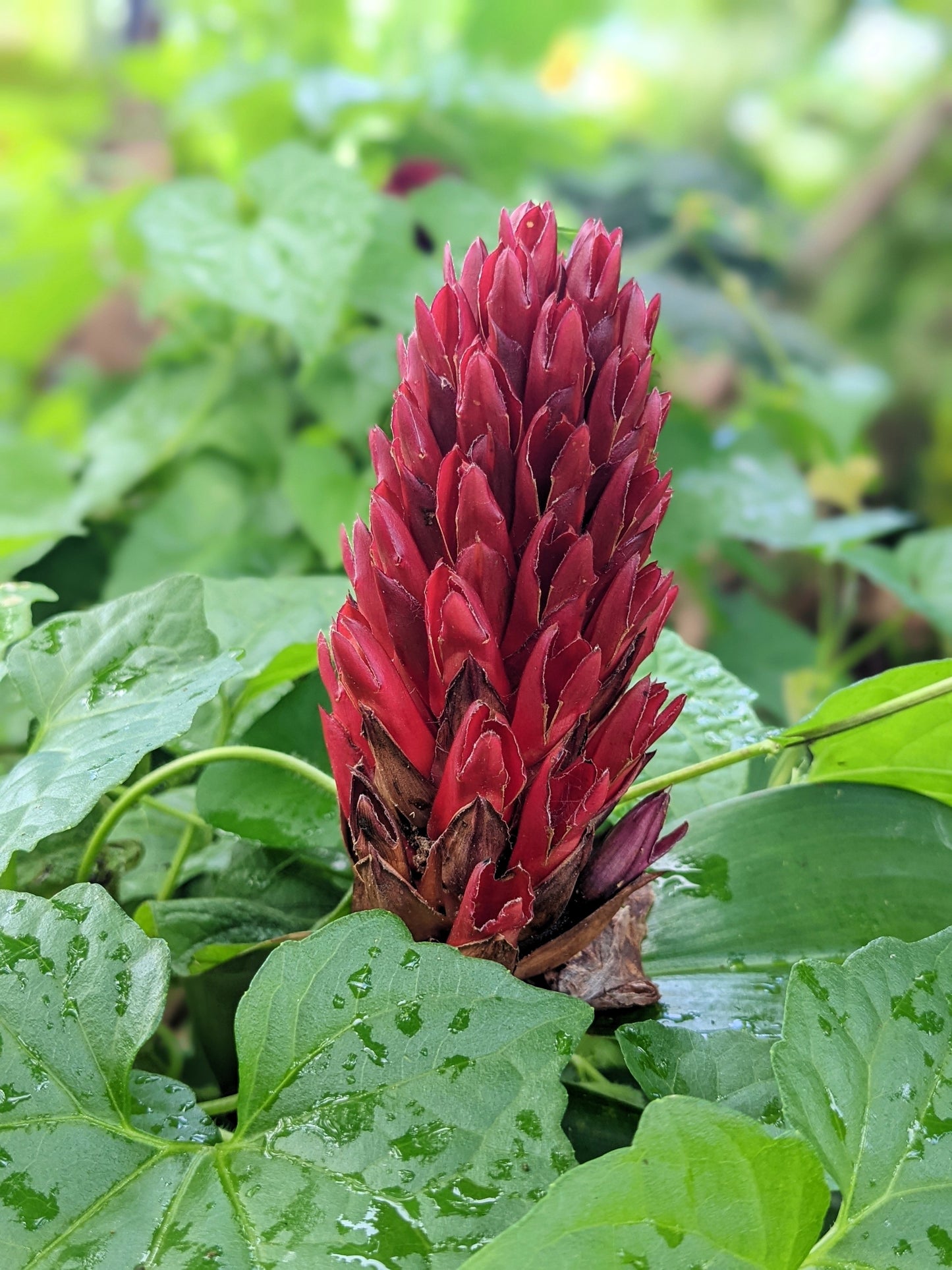 10 CREPE GINGER Hellenia Speciosa Cheilocostus Costus Red & White Wild Spiral Flag Flower Seeds
