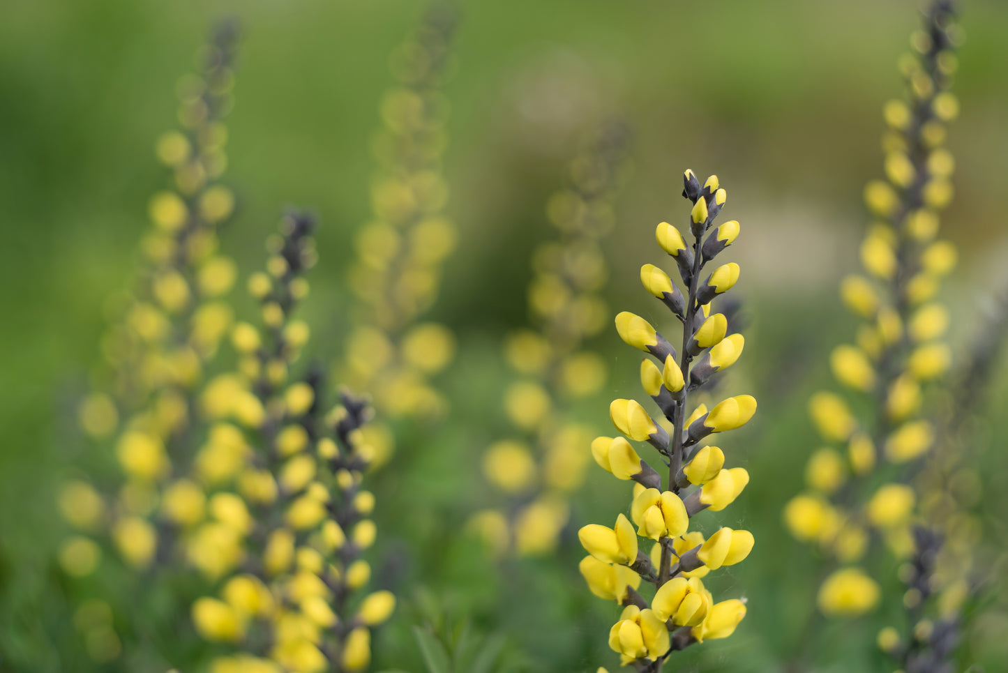 25 YELLOW WILD INDIGO Baptisia Tinctoria False Indigo Flower Seeds