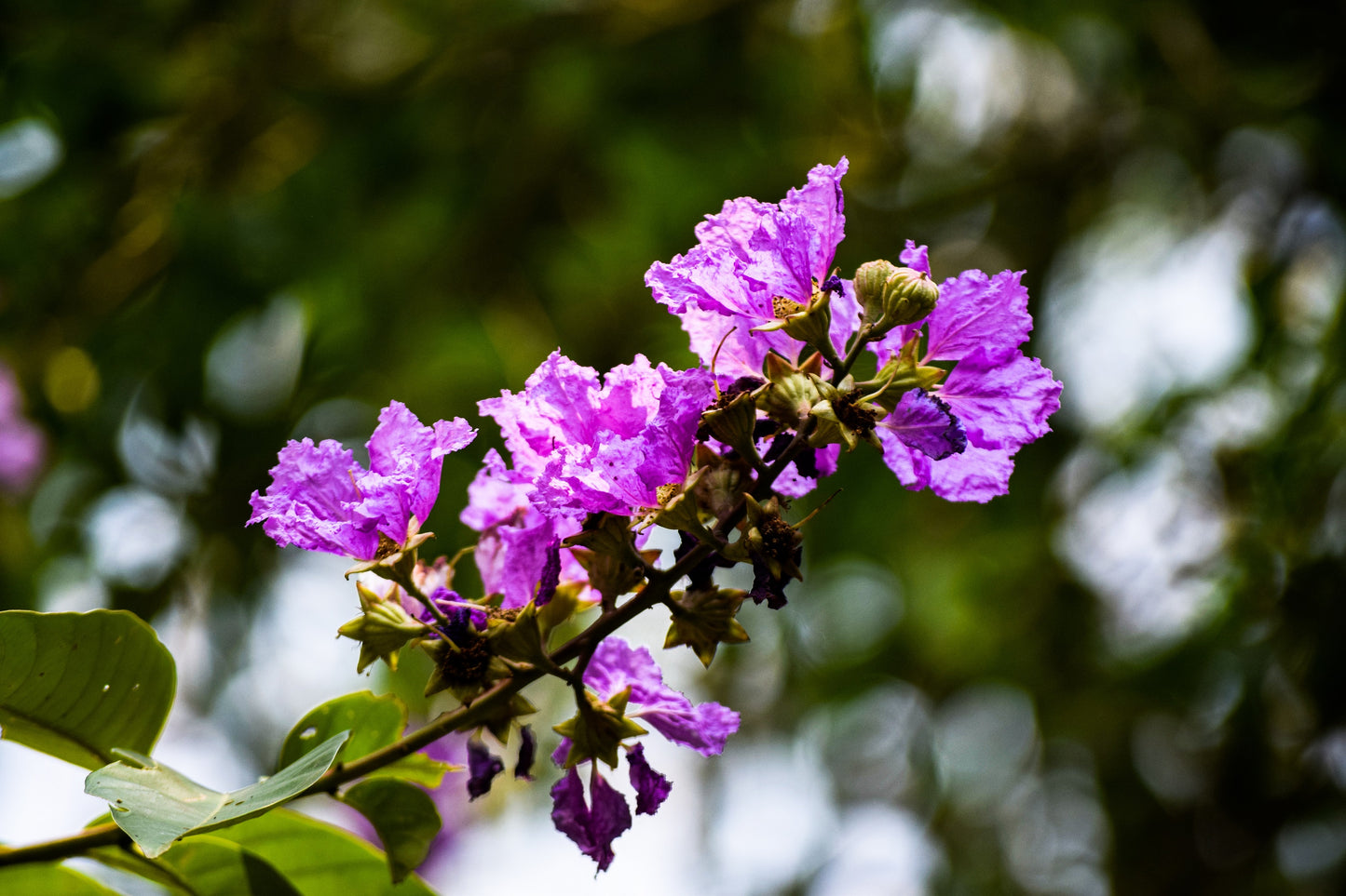 35 LILAC Light Purple CREPE MYRTLE Lagerstroemia Indica Flowering Shrub Bush Small Tree Seeds