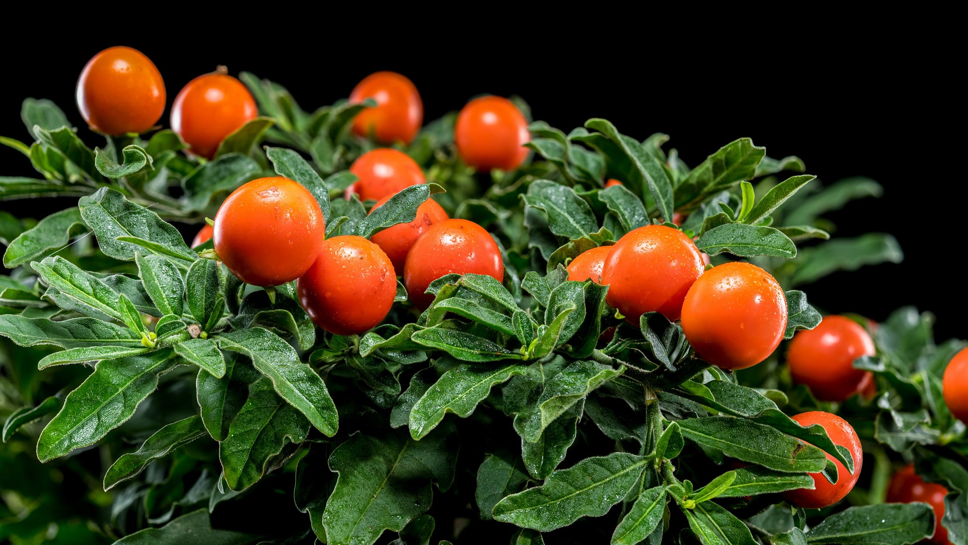 25 JERUSALEM CHERRY Madeira Winter Solanum Pseudocapsicum Flower Seeds –  Seedville USA