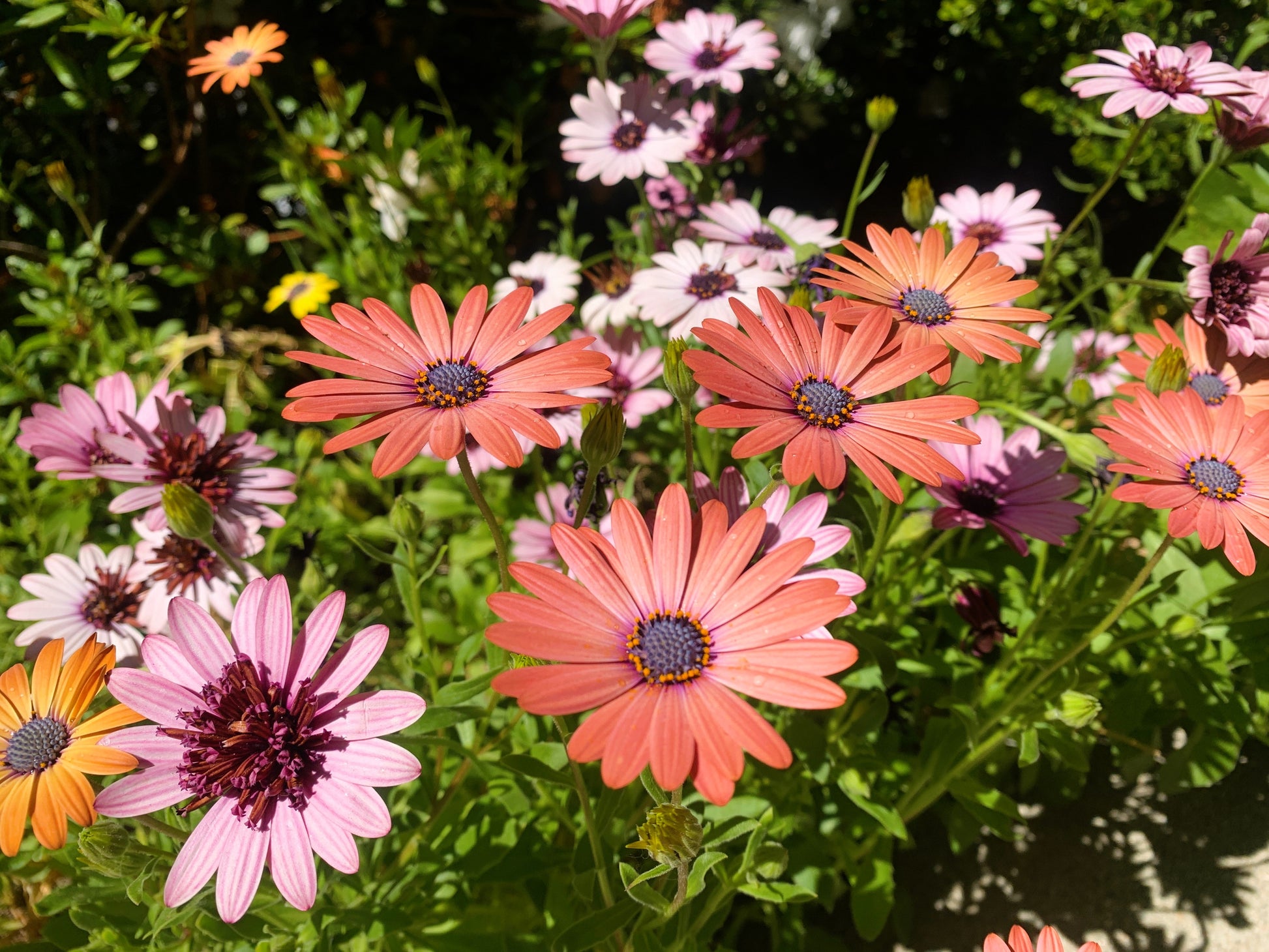 african daisy flower seeds 25 SALMON AFRICAN DAISY Dimorphotheca Sinuata Apricot Flower Seeds