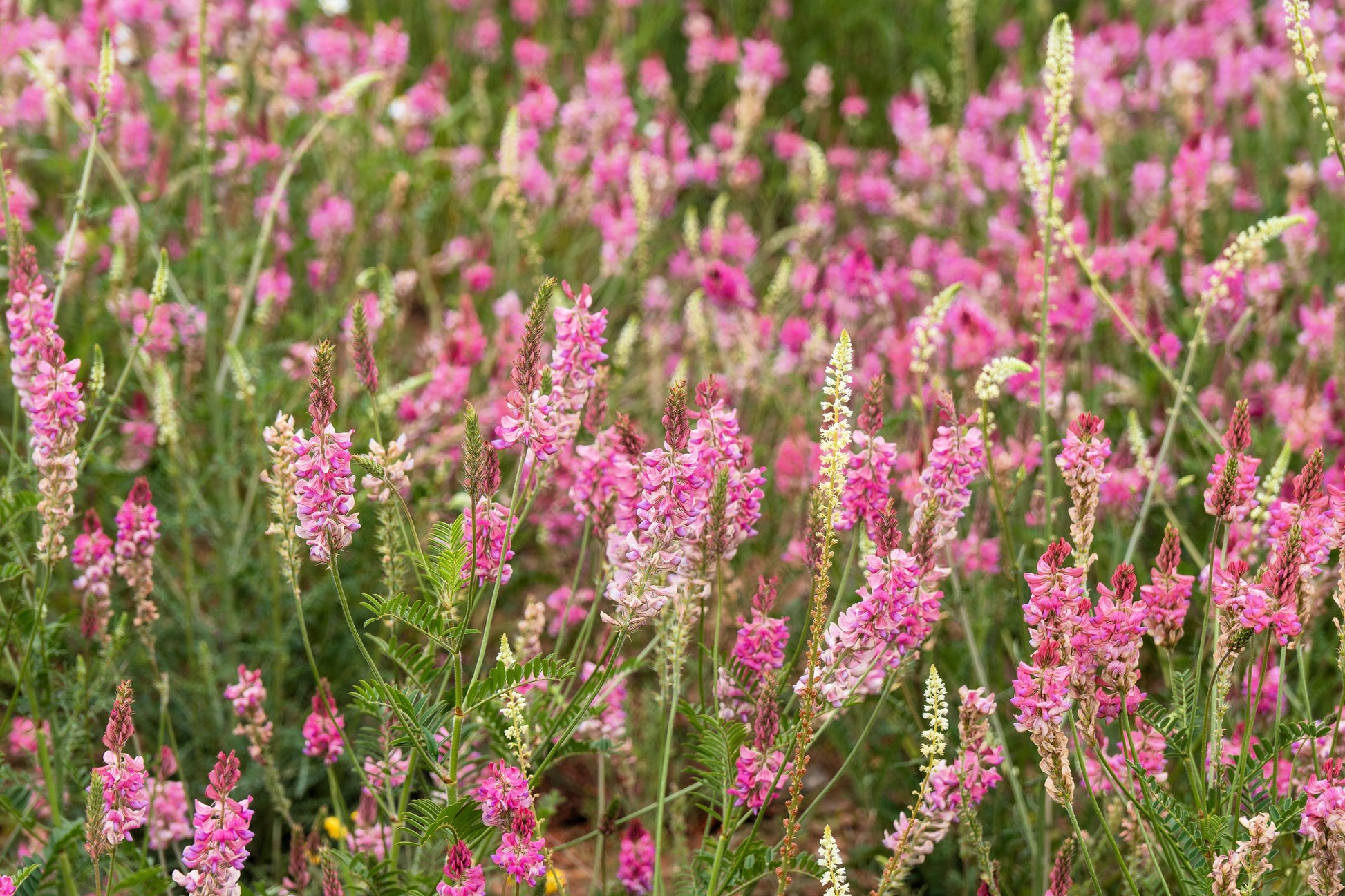 50 PINK SAINFOIN Common Onobrychis Viciifolia Holy Clover Legume Ground  Cover Forage Flower Seeds