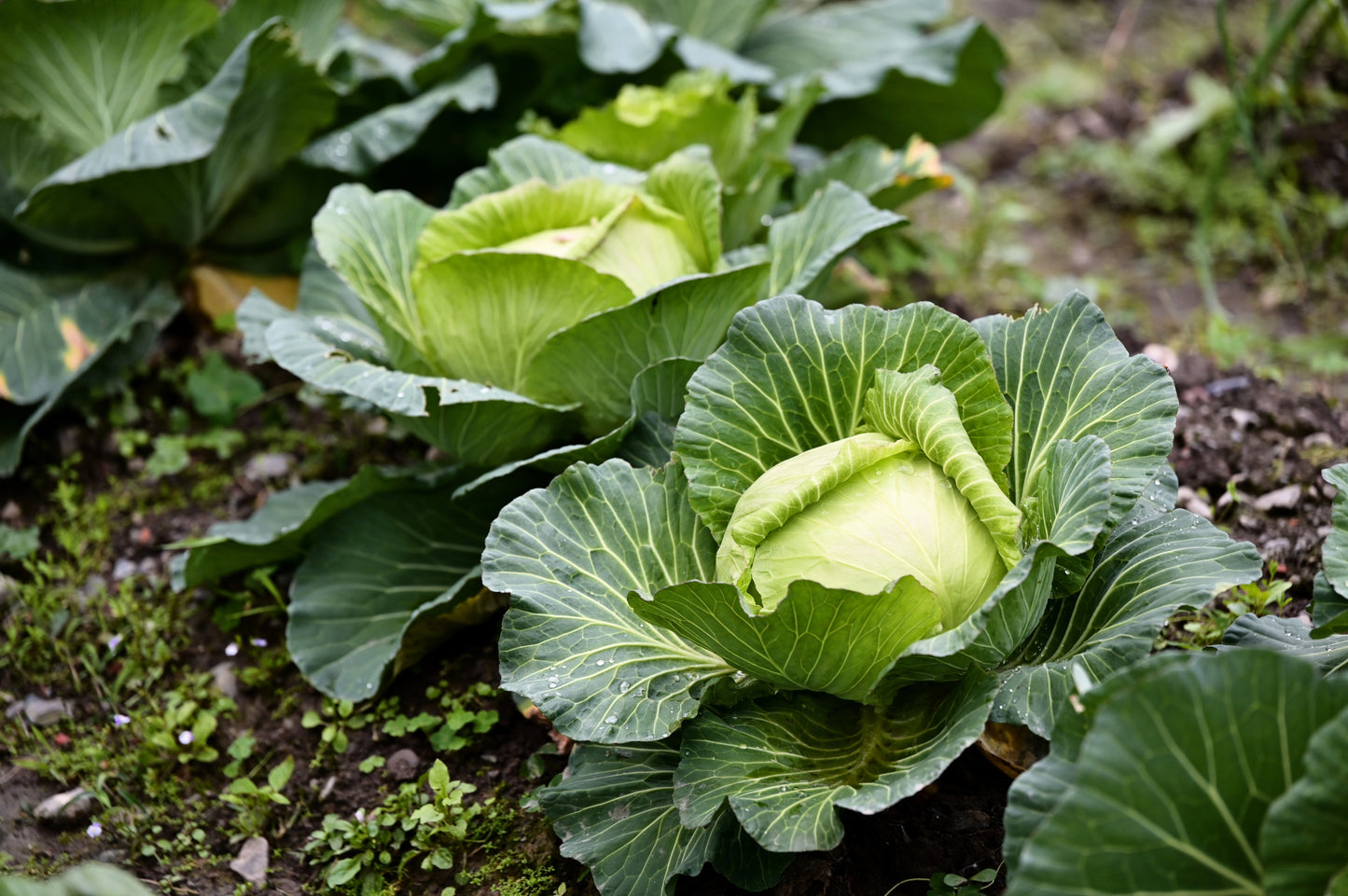 500 COPENHAGEN MARKET Early CABBAGE Heirloom Brassica Oleracea Vegetable Seeds