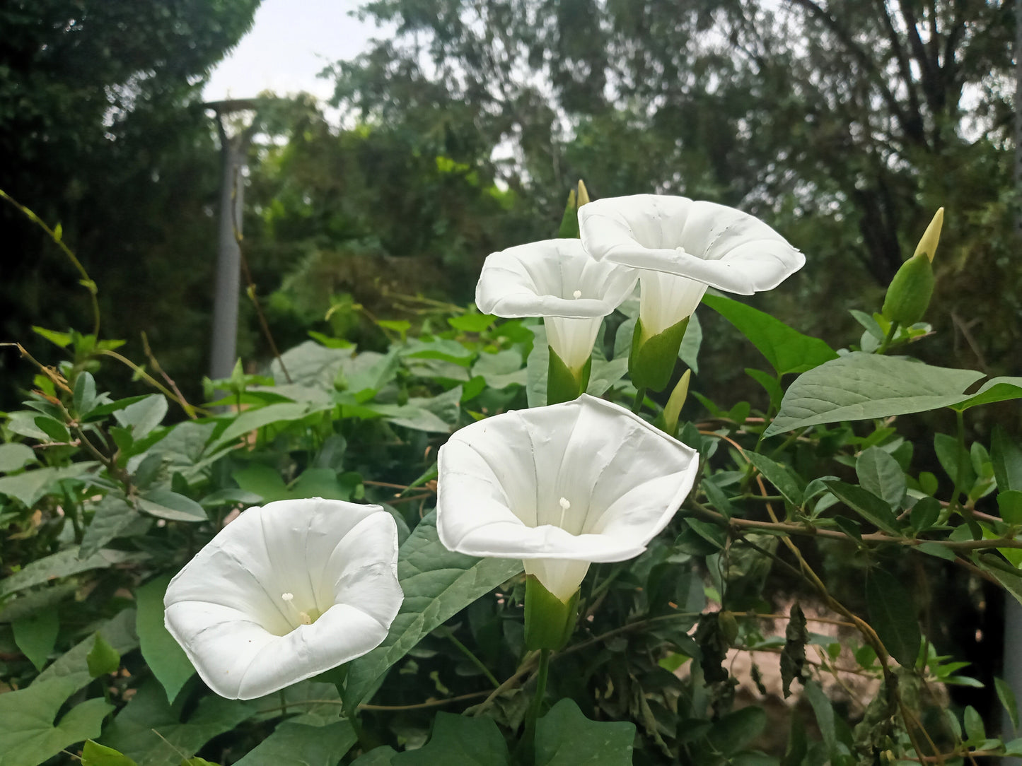 50 MOONFLOWER MORNING GLORY White Moon Flower Ipomoea Alba Flower Vine Seeds