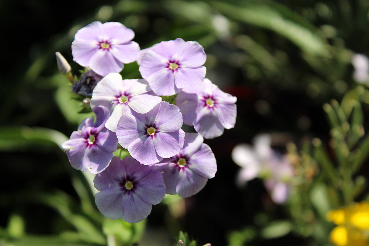 100 PHLOX OF SHEEP Pastel Mix Phlox Drummondii Multicolor Flower Seeds