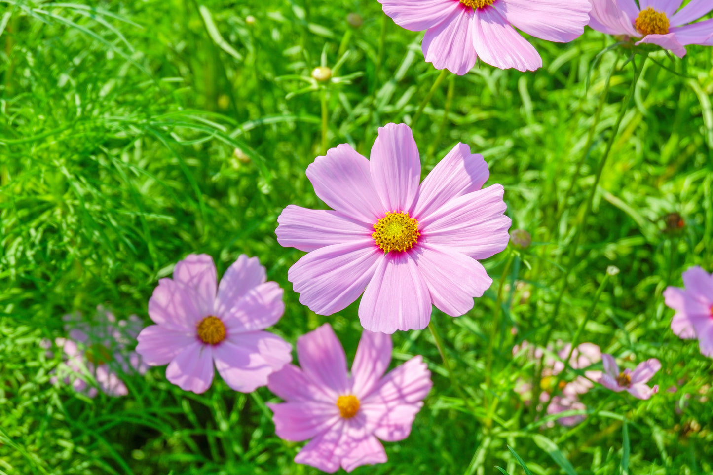 300 DWARF PINK COSMOS Cosmos Bipinnatus Flower Seeds