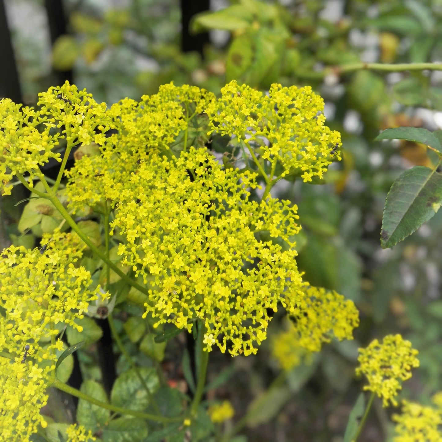 150 GOLDEN ALEXANDER (Golden Zizia / Meadow Zizia) Zizia Aurea Flower Seeds