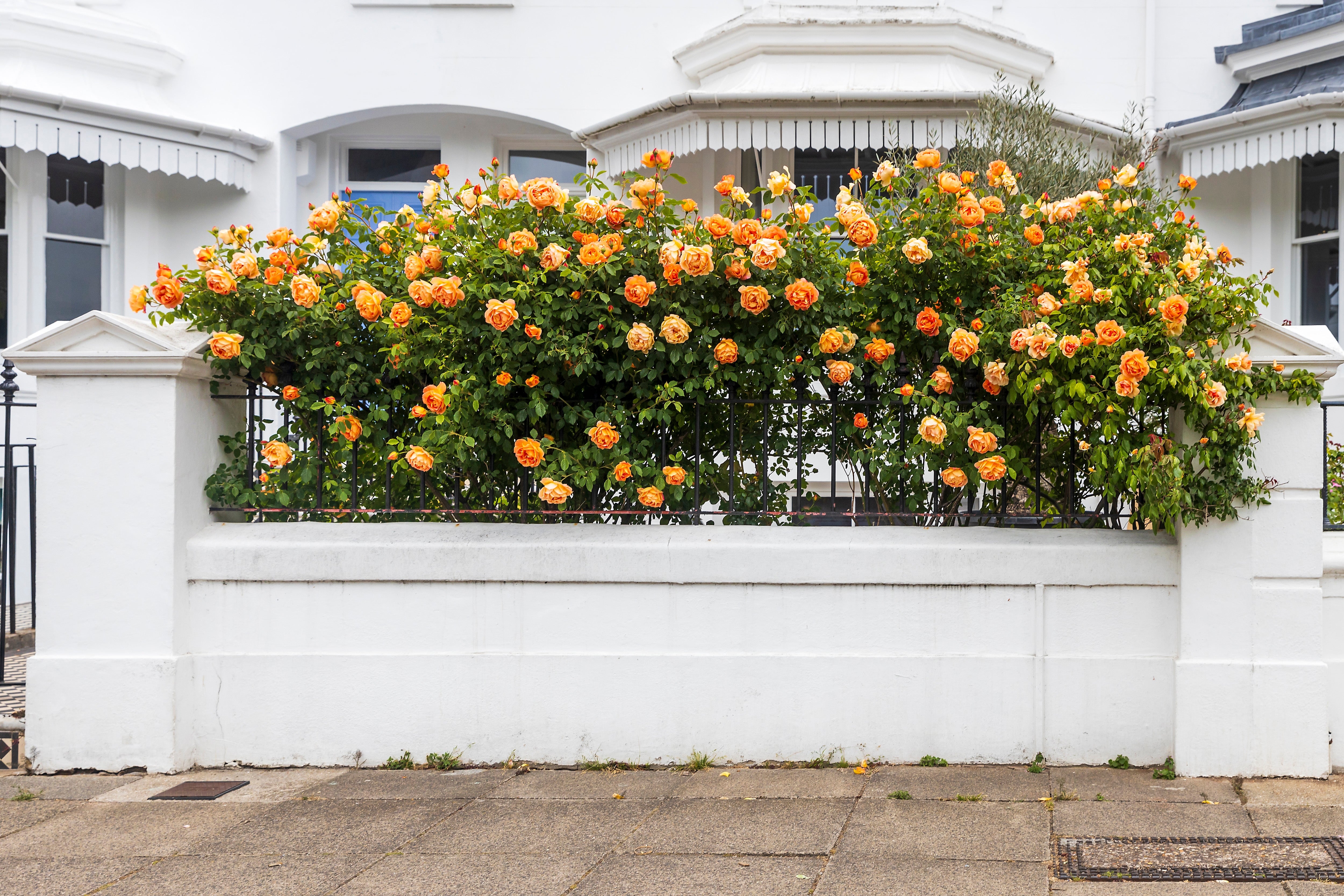 5 ORANGE CLIMBING ROSE Rosa Bush Vine Climber Fragrant Butterfly