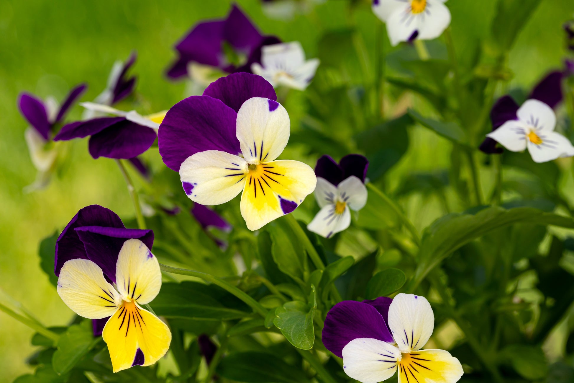 violet flower seeds 250 JOHNNY JUMP UP Helen Mount Violet Viola Tricolor Flower Seeds